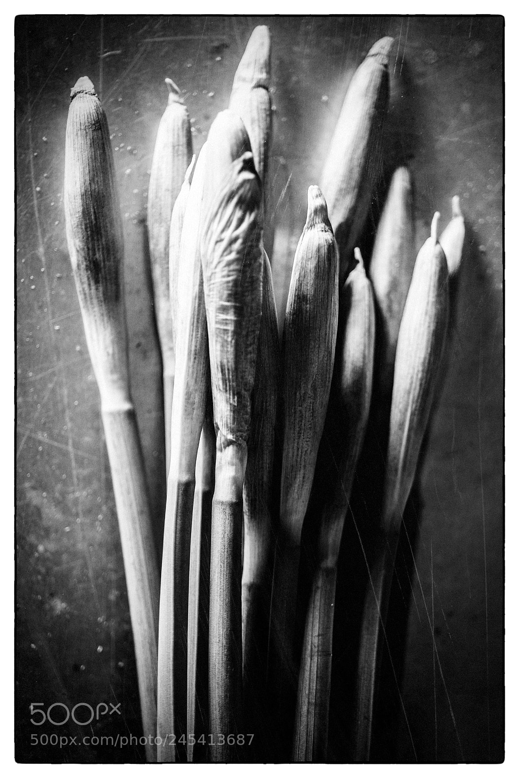 Sony a7 sample photo. Daffodil buds now photography