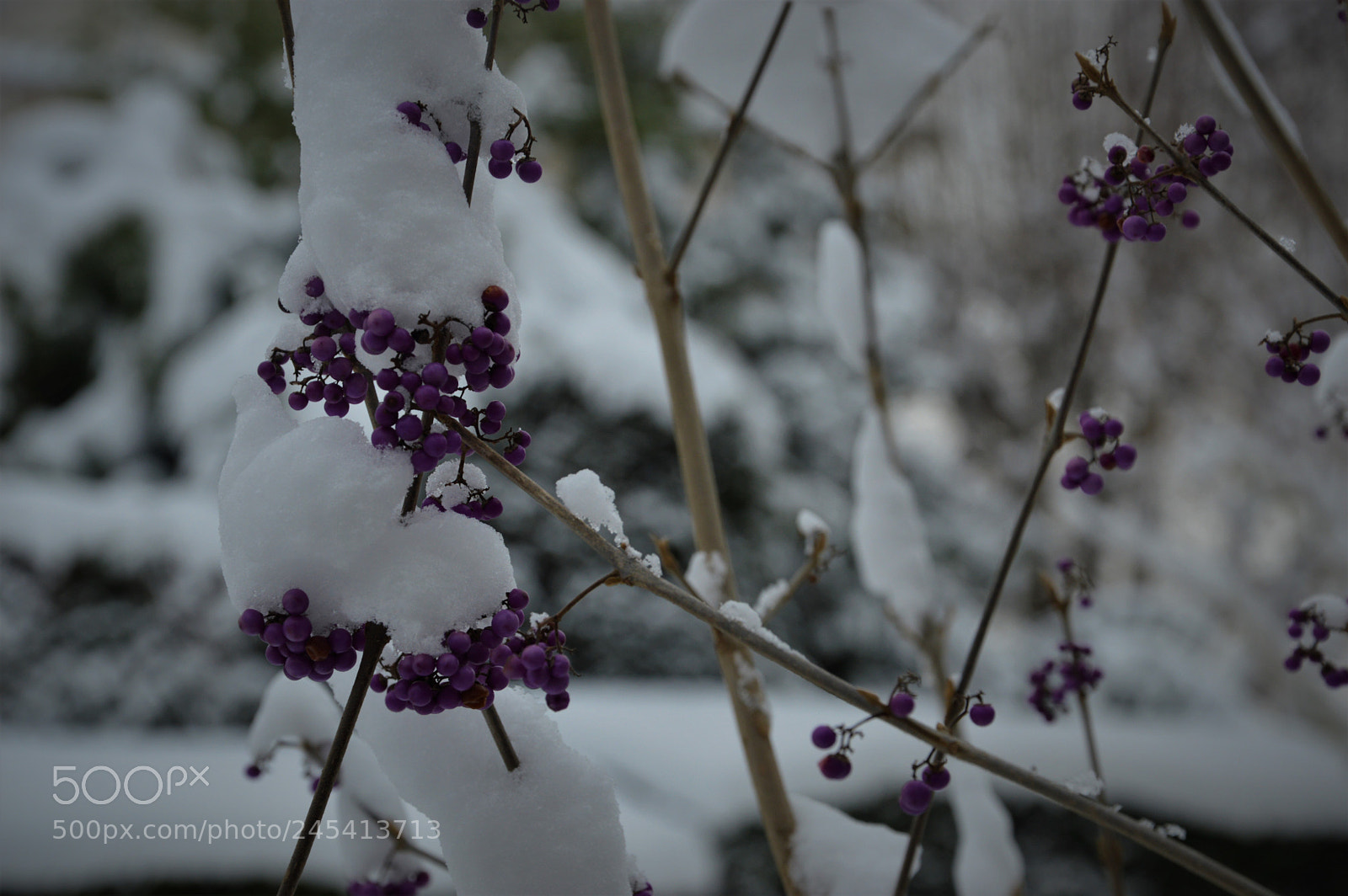 Nikon D3200 sample photo. Blanc et violet hiver photography