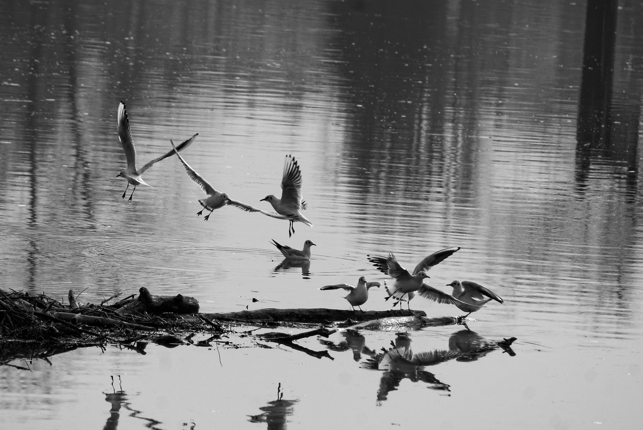 Sony 75-300mm F4.5-5.6 sample photo. Flight of seagulls photography