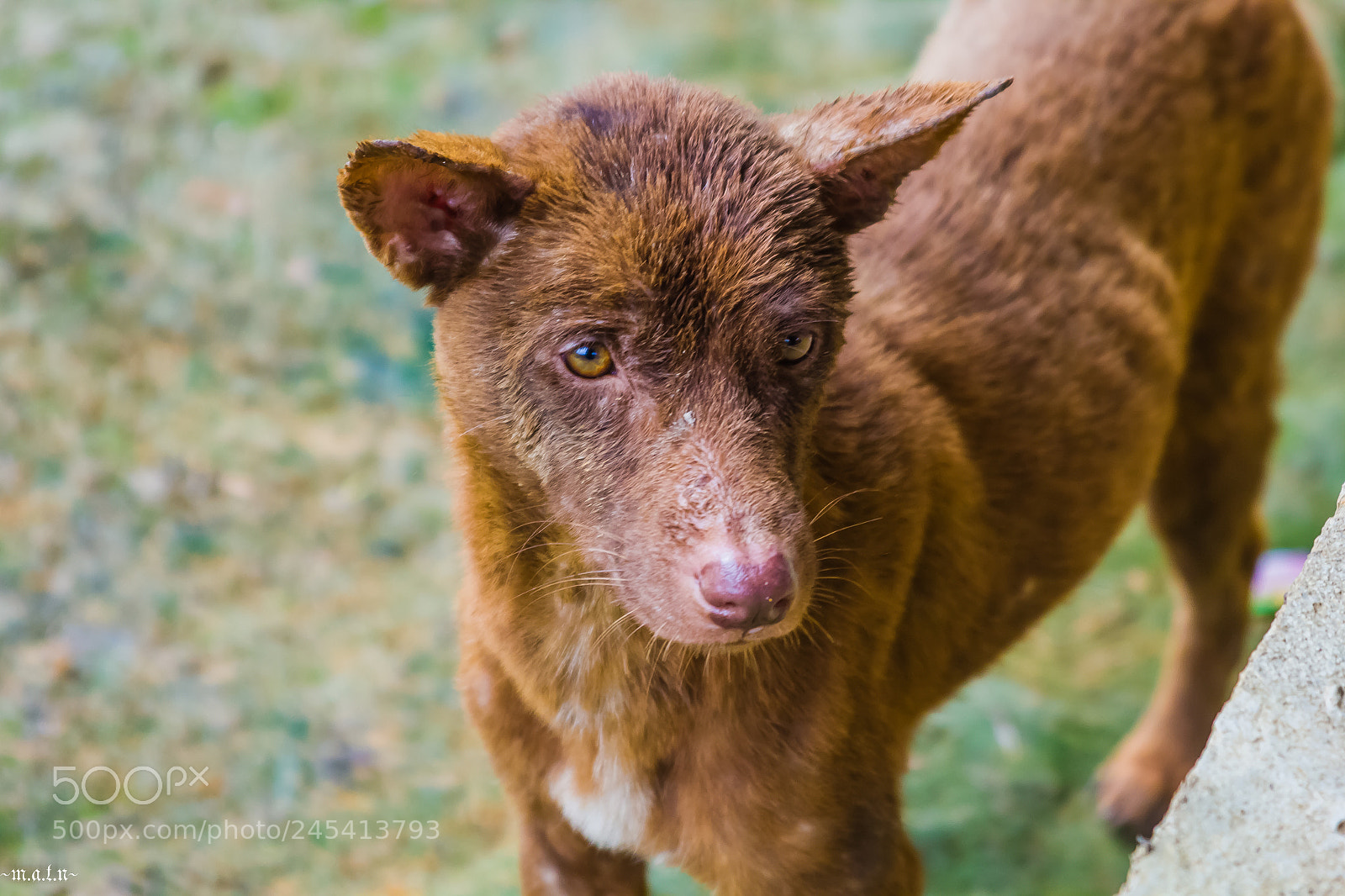 Canon EOS 60D sample photo. Brown photography