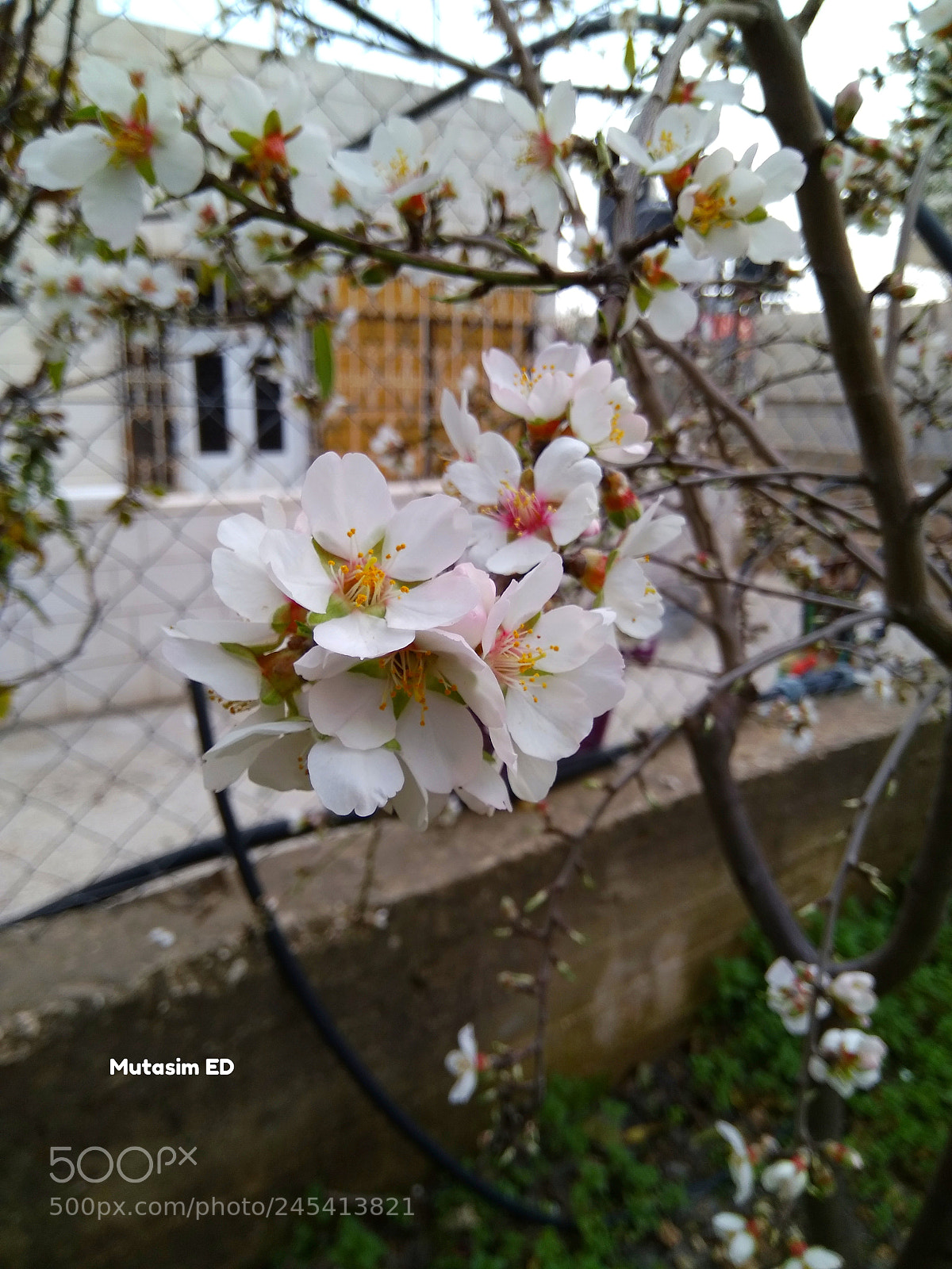 Xiaomi MI MAX sample photo. Untitled photography