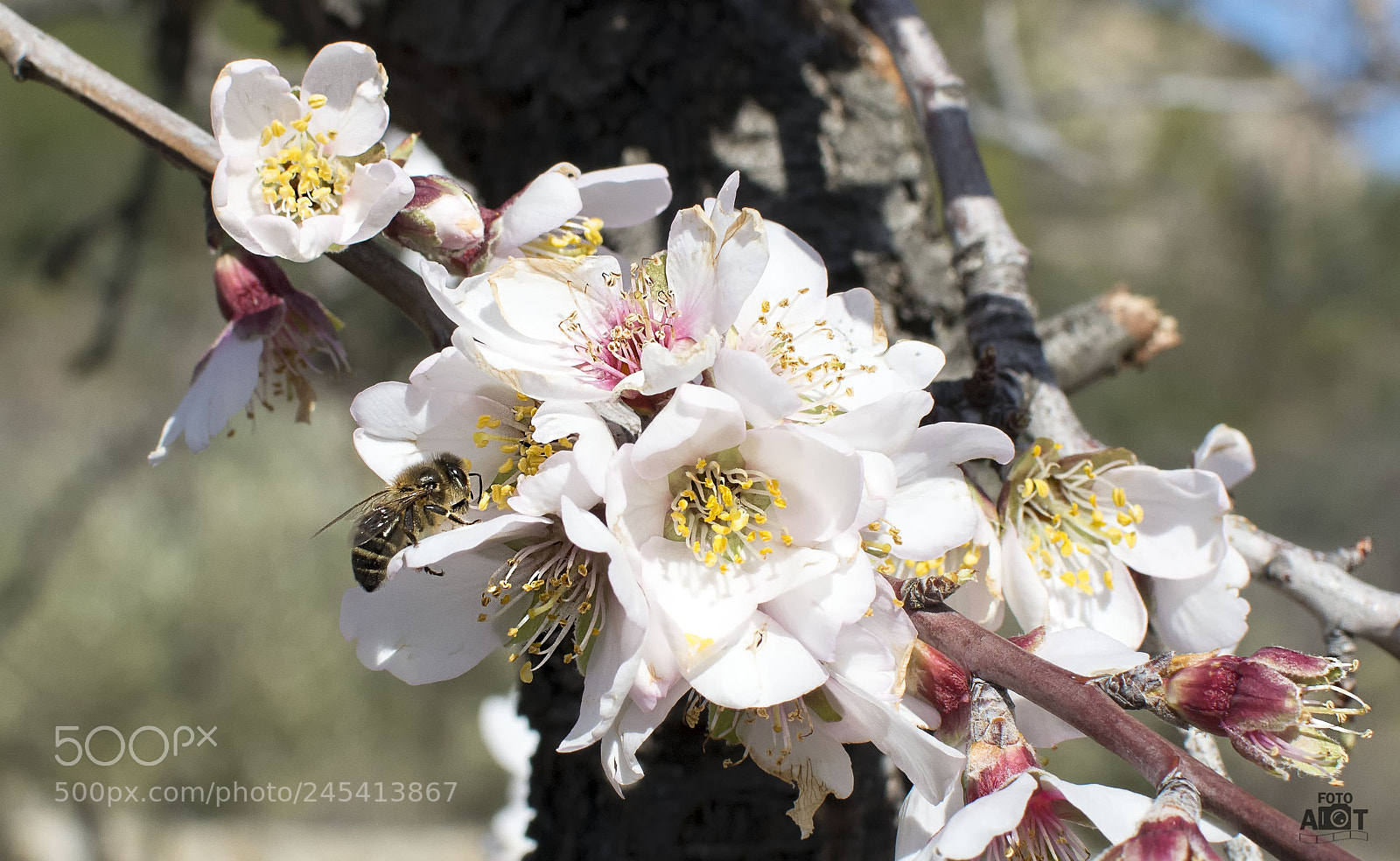 Nikon D7100 sample photo. Primavera-.jpg photography