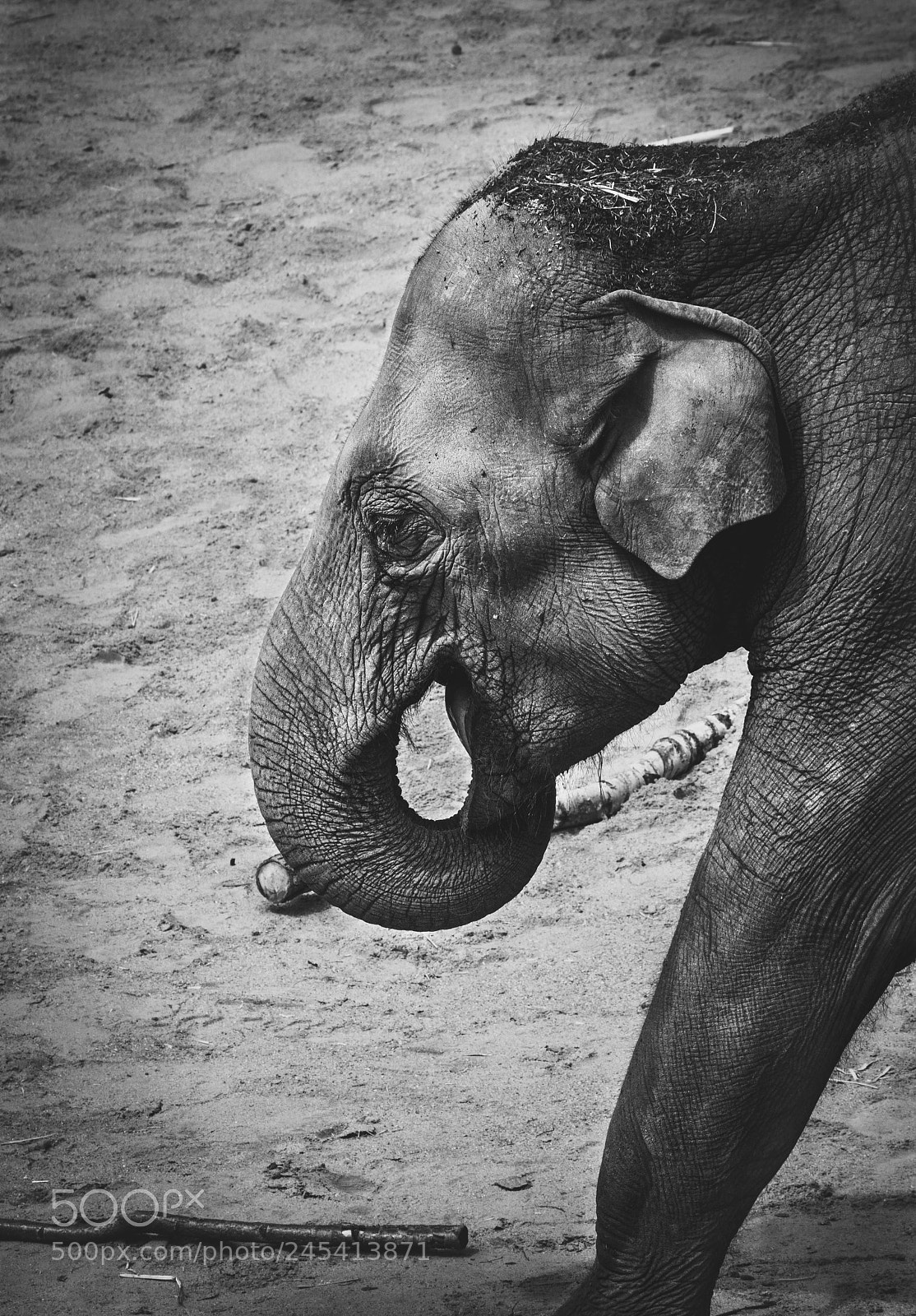 Canon EOS 750D (EOS Rebel T6i / EOS Kiss X8i) sample photo. The gentle giant photography