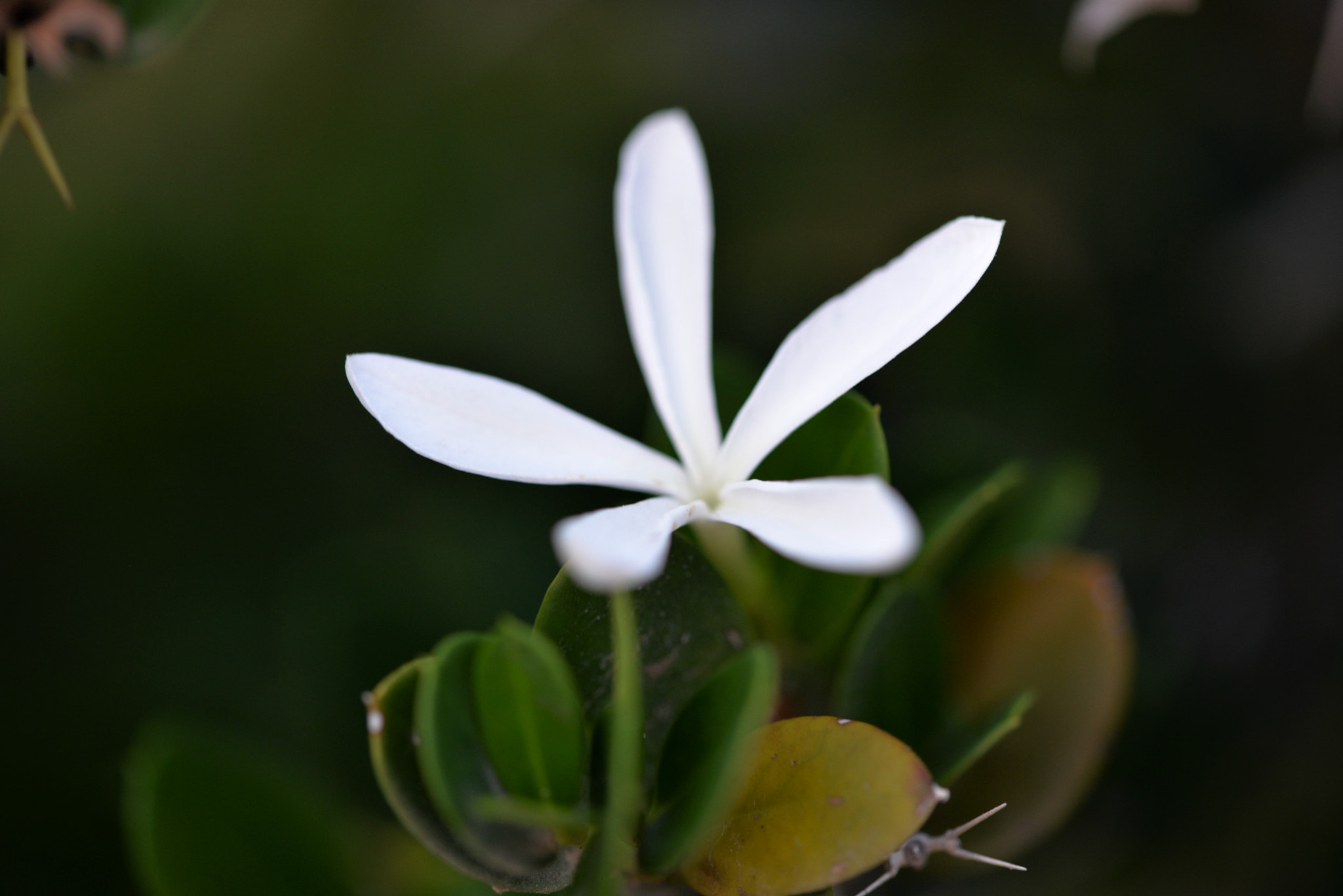 Sigma 105mm F2.8 EX DG OS HSM sample photo
