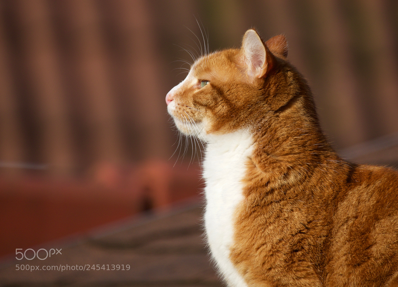 Olympus OM-D E-M10 II sample photo. European shorthair photography