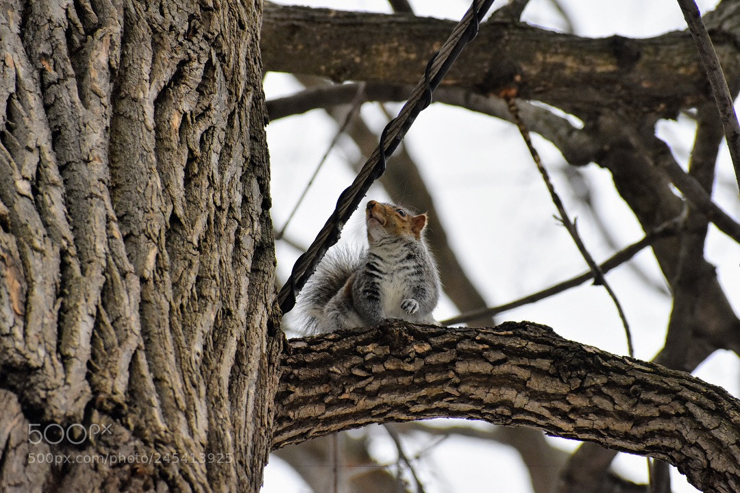 Nikon D3400 sample photo. On my way up photography
