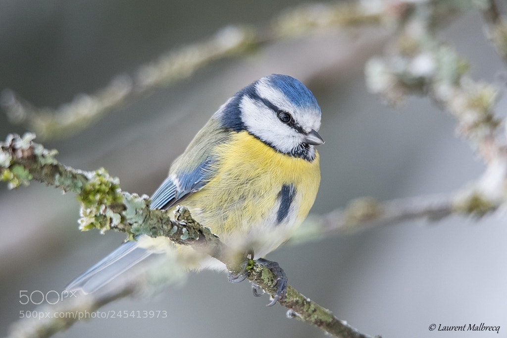 Nikon D500 sample photo. Mésange bleue photography