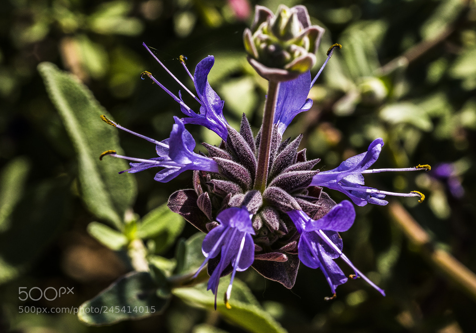 Nikon D5600 sample photo. Salvia flower photography