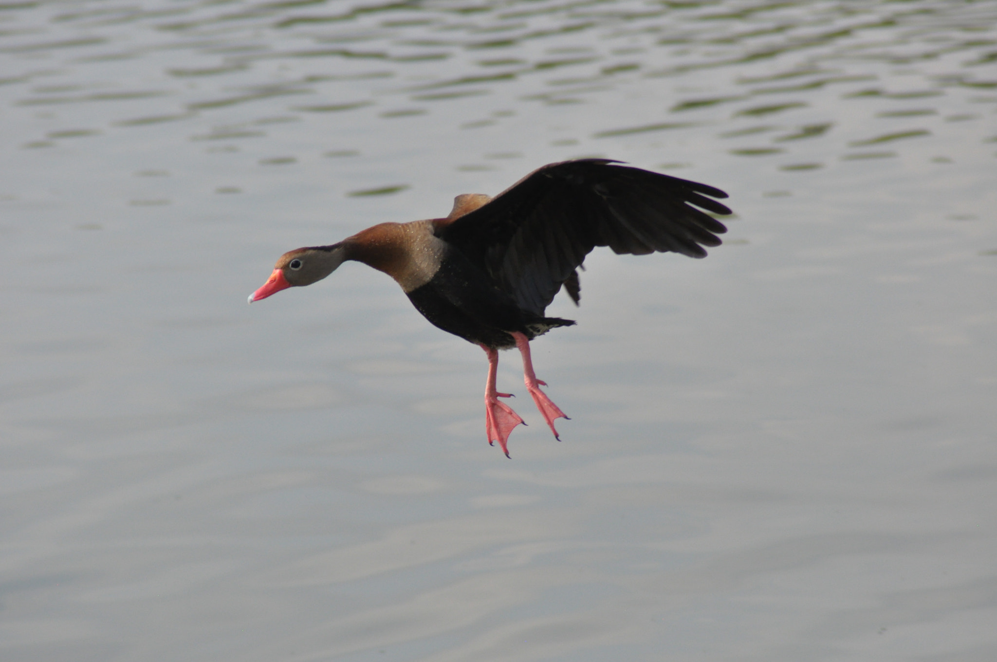 Nikon D90 sample photo. Aterrizando photography