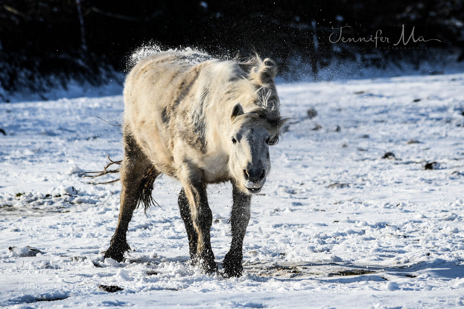Nikon D7500 sample photo. Little pony photography