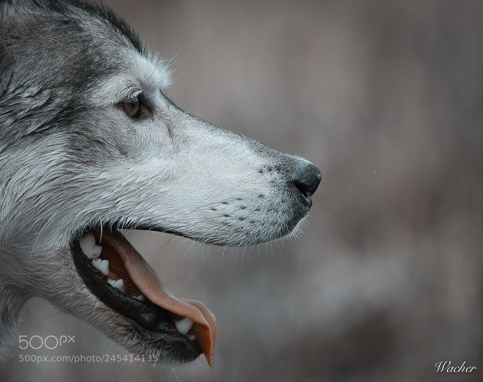 Canon EOS-1D X sample photo. Sibirian husky photography