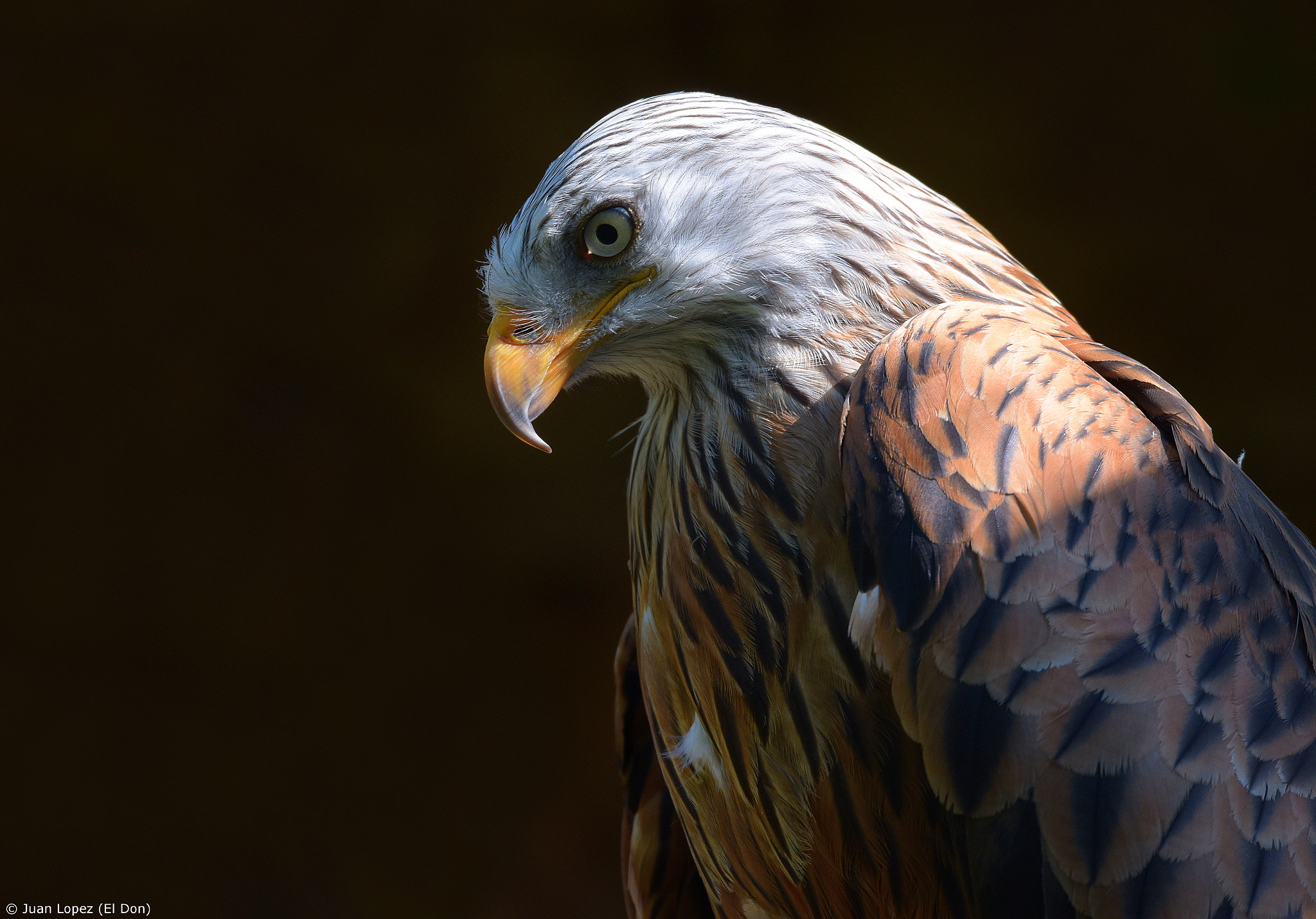 Sigma 150-600mm F5-6.3 DG OS HSM | S sample photo. Aesthetic.. bird of prey..!! photography