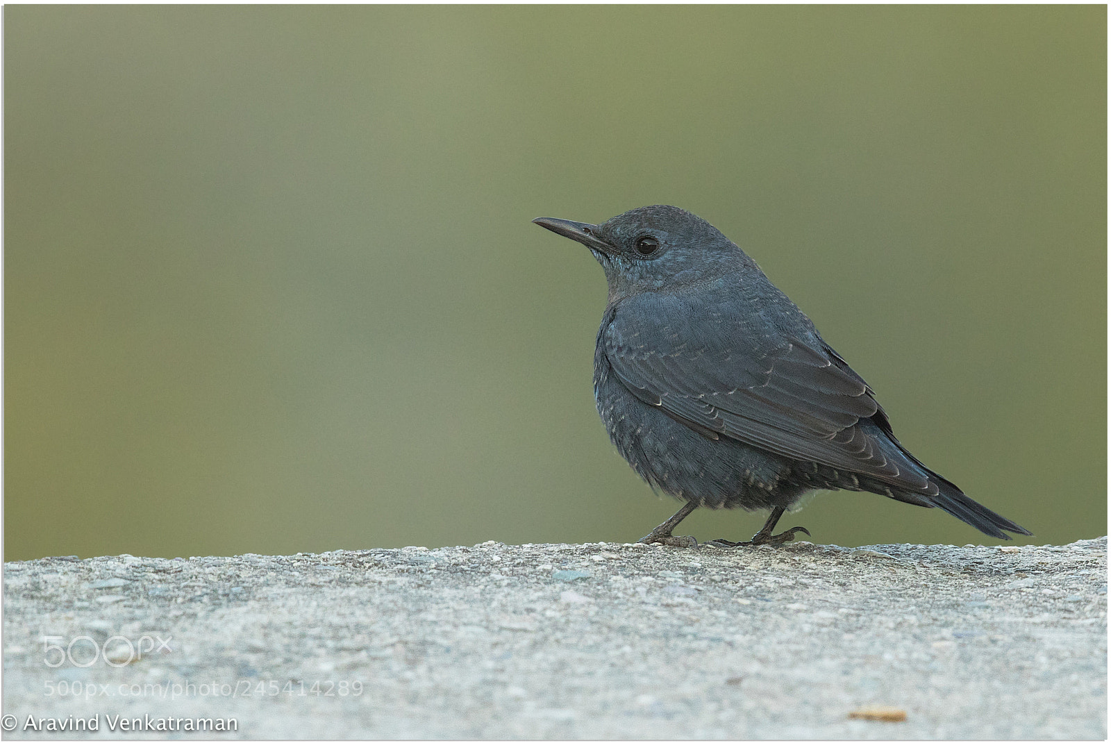 Canon EOS 7D Mark II sample photo. Blue rock thrush photography