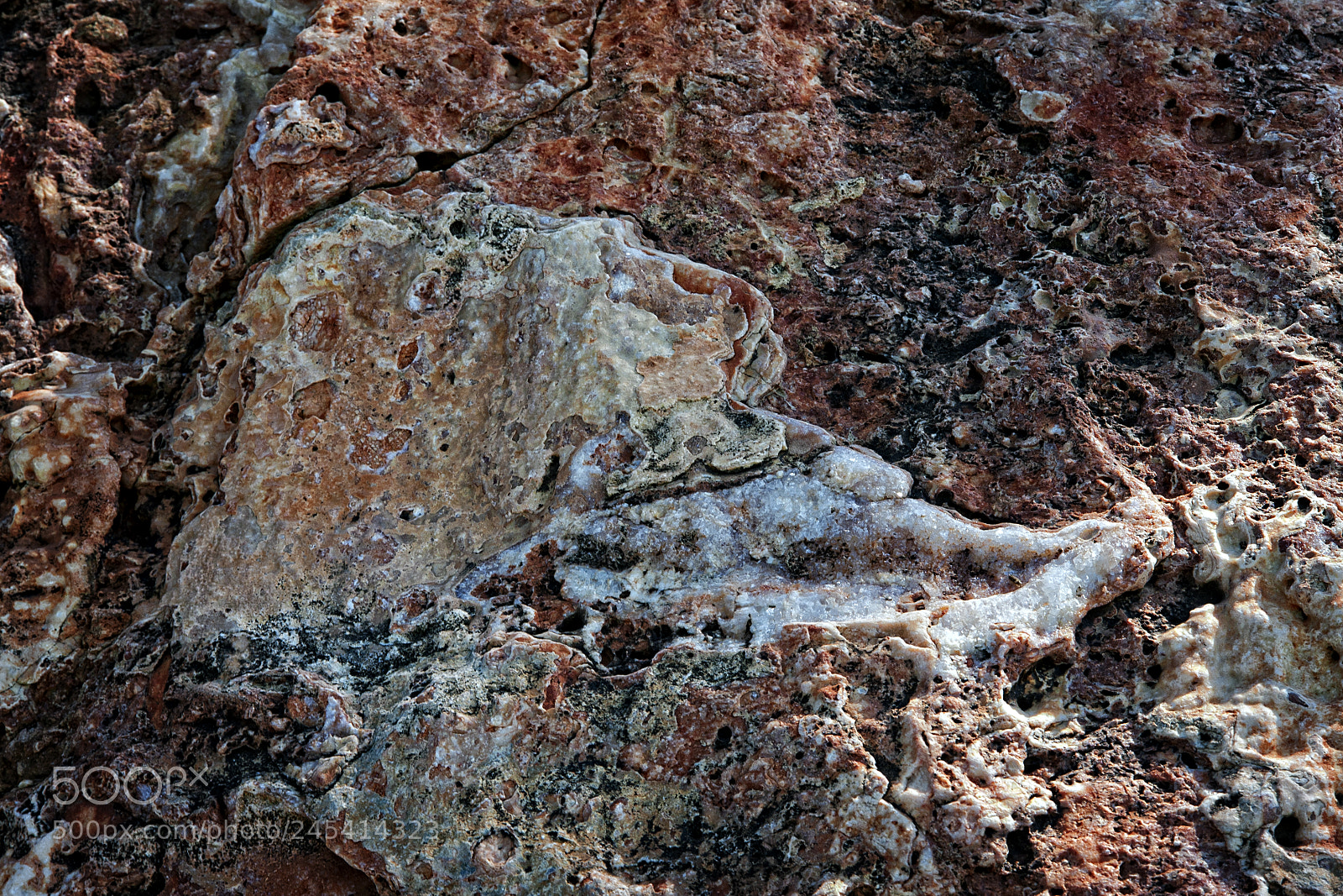 Canon EOS 40D sample photo. The beast (9) photography