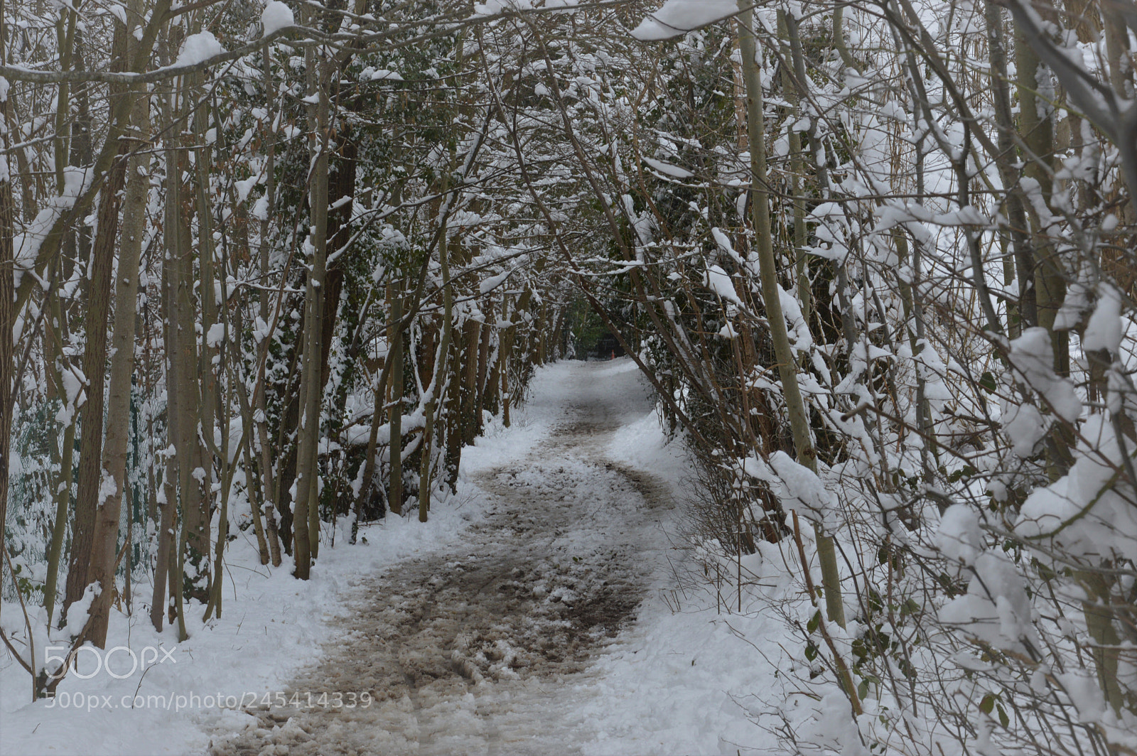 Nikon D3200 sample photo. Forêt enneigée photography