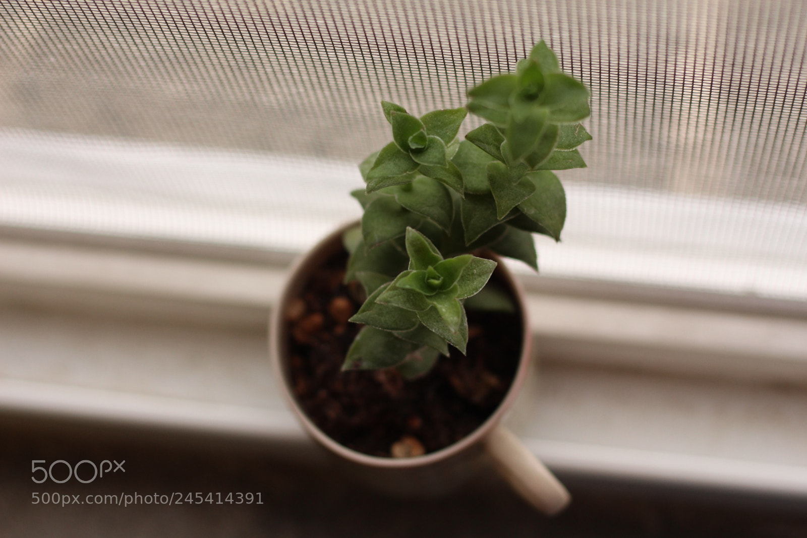 Canon EOS 700D (EOS Rebel T5i / EOS Kiss X7i) sample photo. Last import of photography