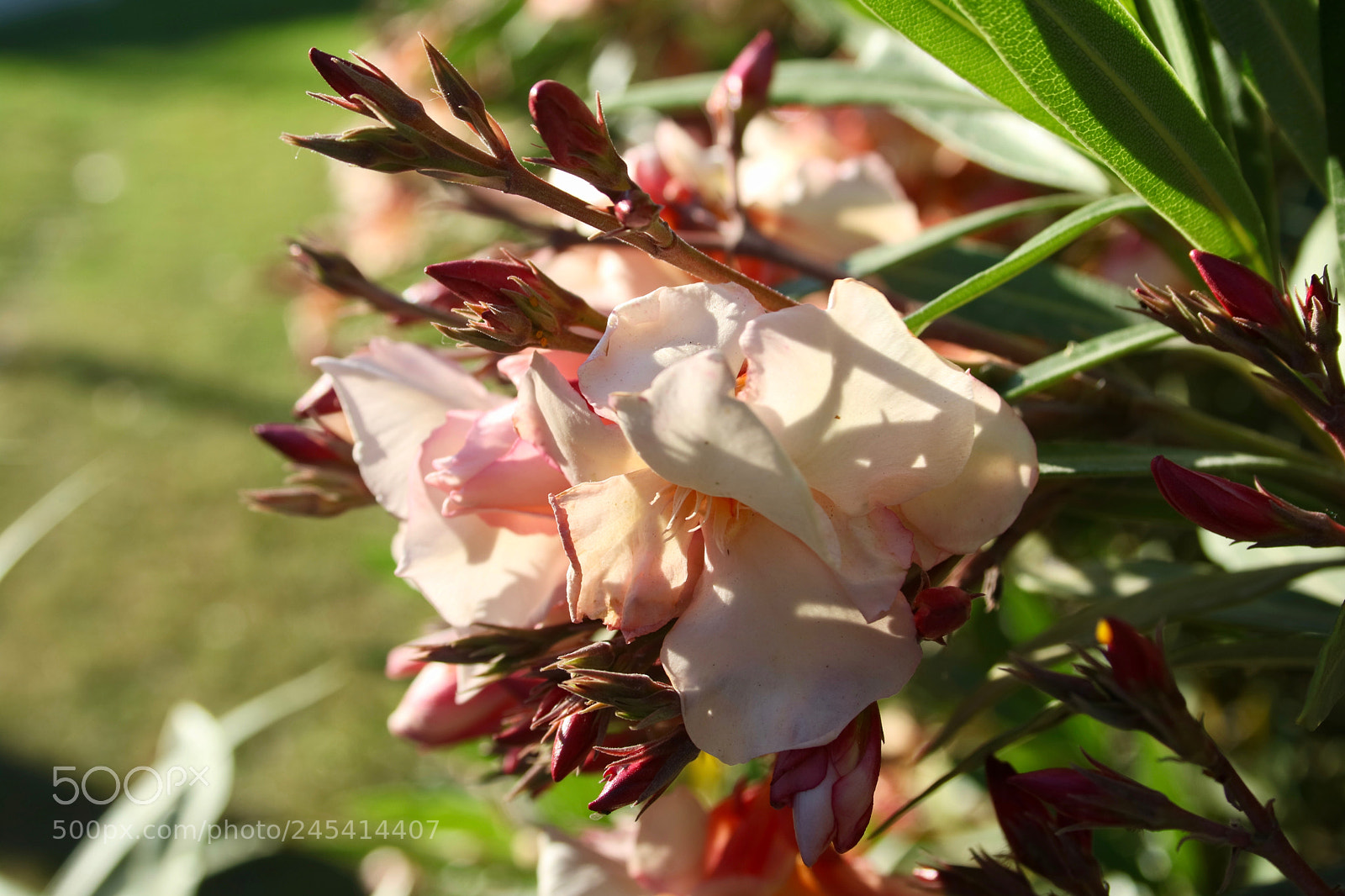 Canon EOS M3 sample photo. Macro from valencia photography