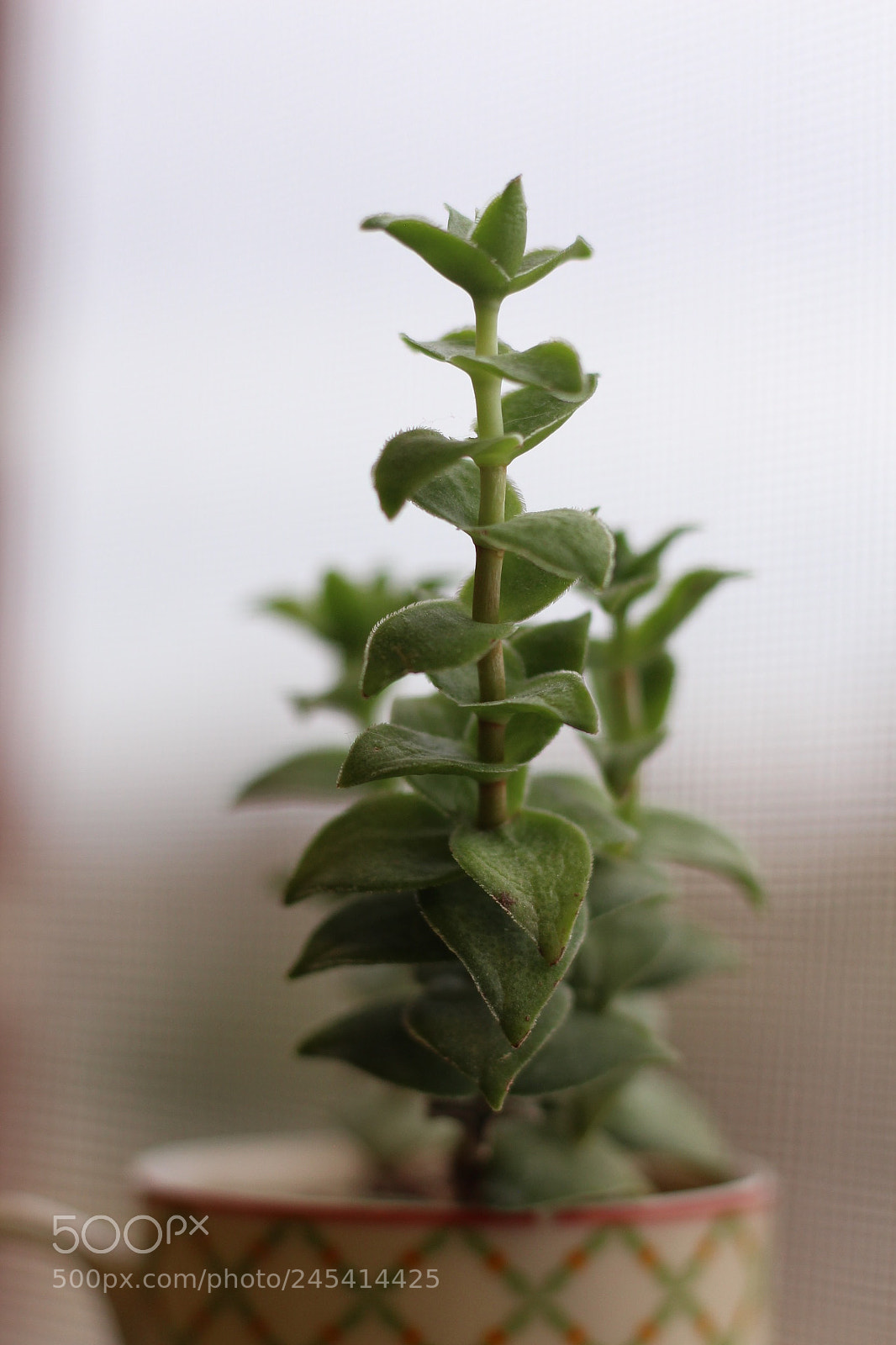 Canon EOS 700D (EOS Rebel T5i / EOS Kiss X7i) sample photo. Last import of photography