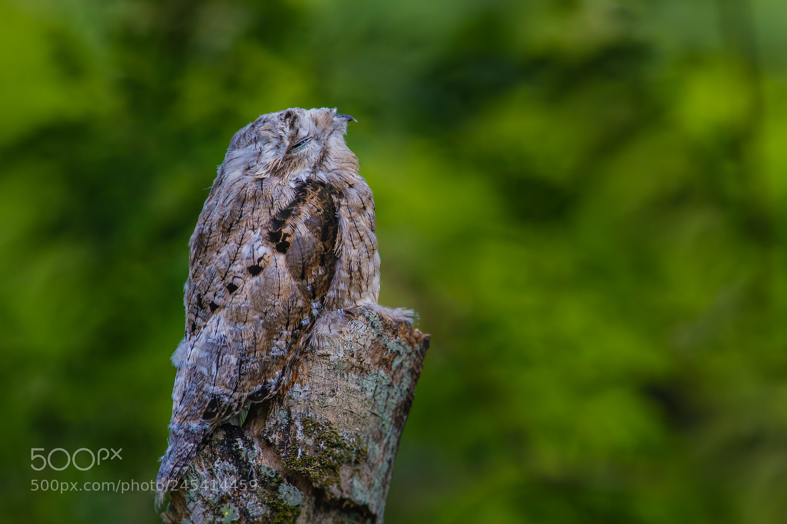 Canon EOS 7D sample photo. Young common potoo... in photography