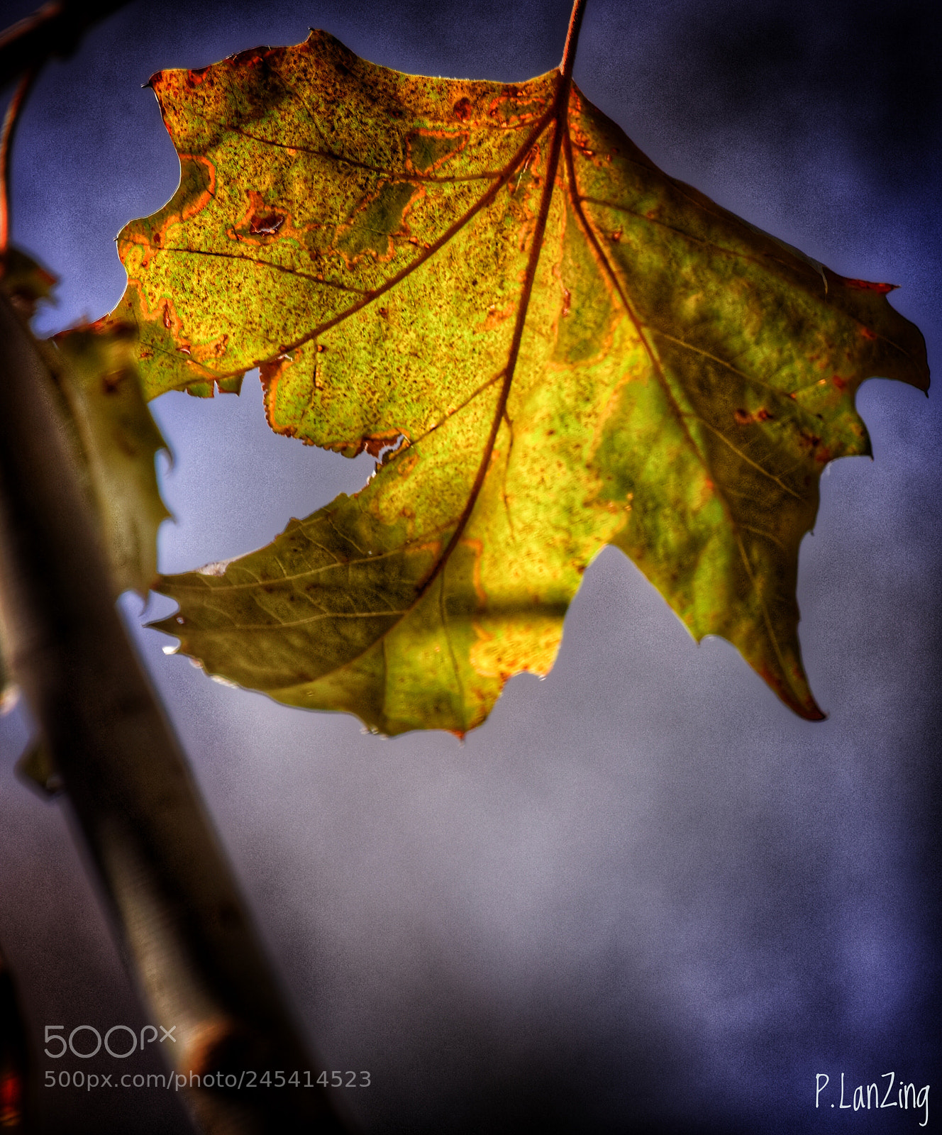 Nikon D810 sample photo. Autumn leaf photography