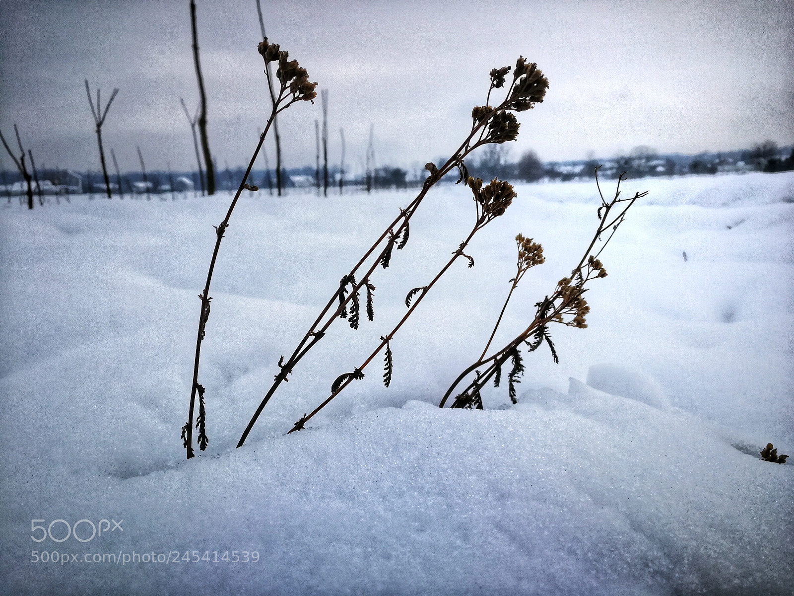 HUAWEI P10 sample photo. Untitled photography