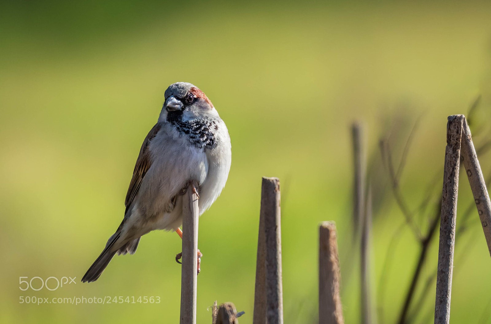 Nikon D810 sample photo. Finch photography