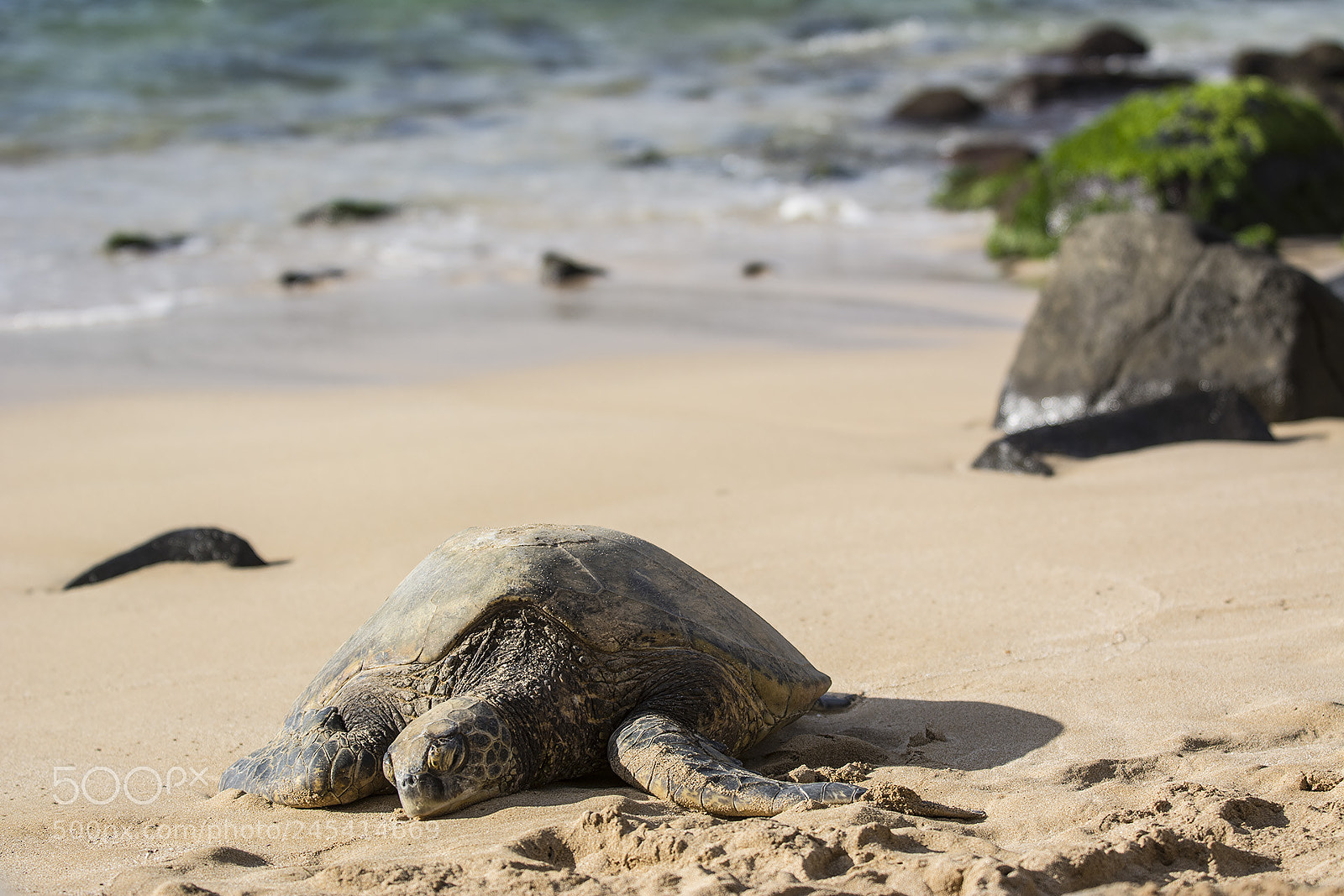 Nikon D7100 sample photo. Laniakea beach photography