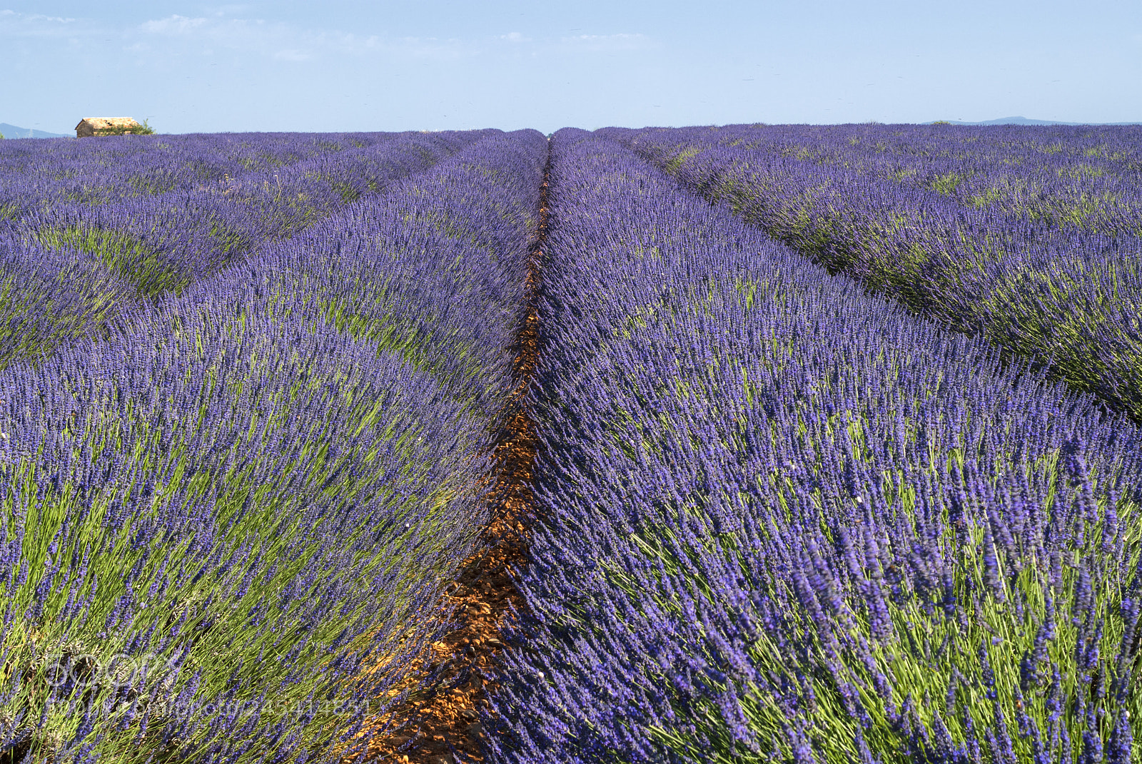 Nikon D200 sample photo. Plateau de valensole provence photography