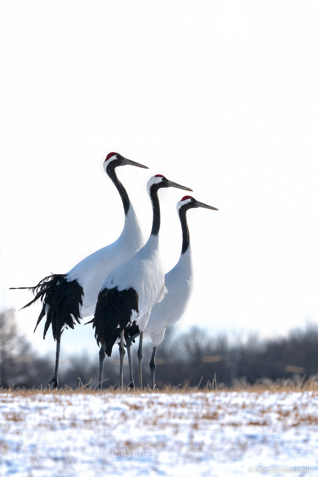 Sony a6500 sample photo. Three cranes photography