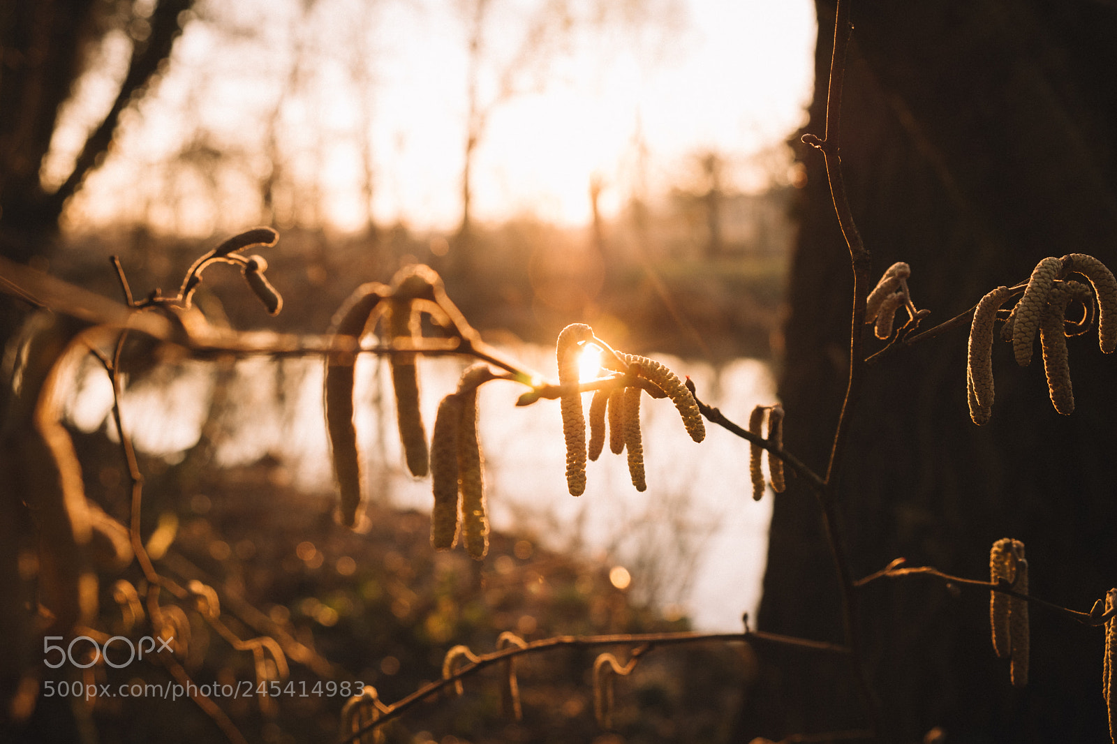 Fujifilm X-T20 sample photo. Sunlight photography