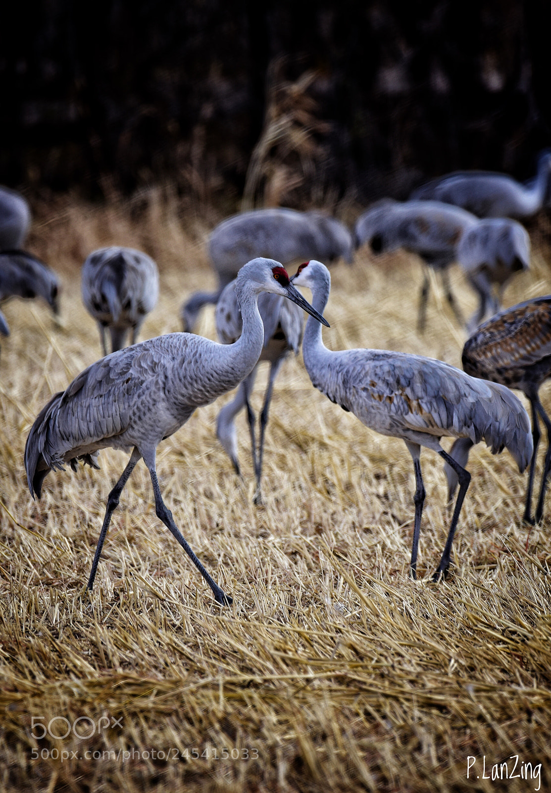 Nikon D810 sample photo. Sandhill cranes, new mexico photography