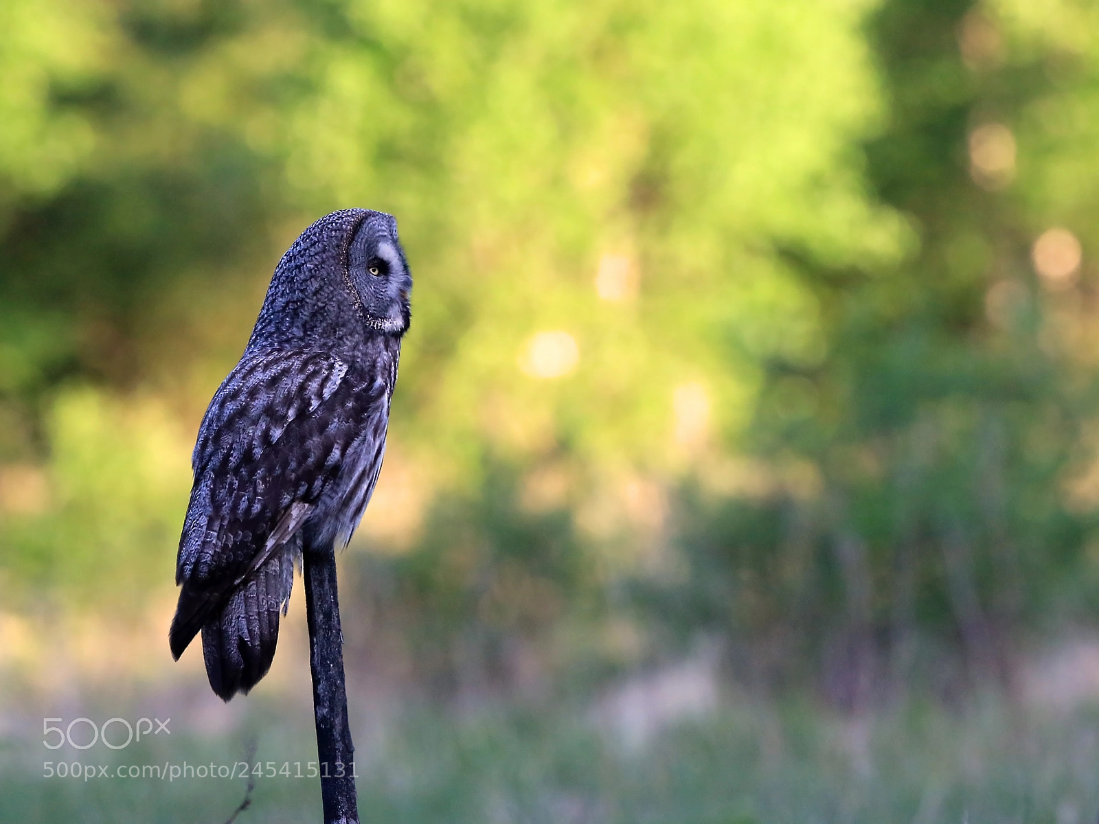 Canon EOS 7D Mark II sample photo. Great grey owl photography