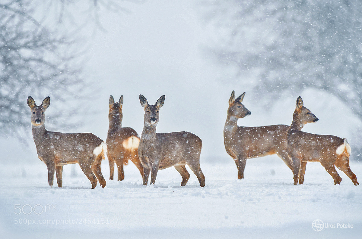 Nikon D500 sample photo. Roe deer herd during photography