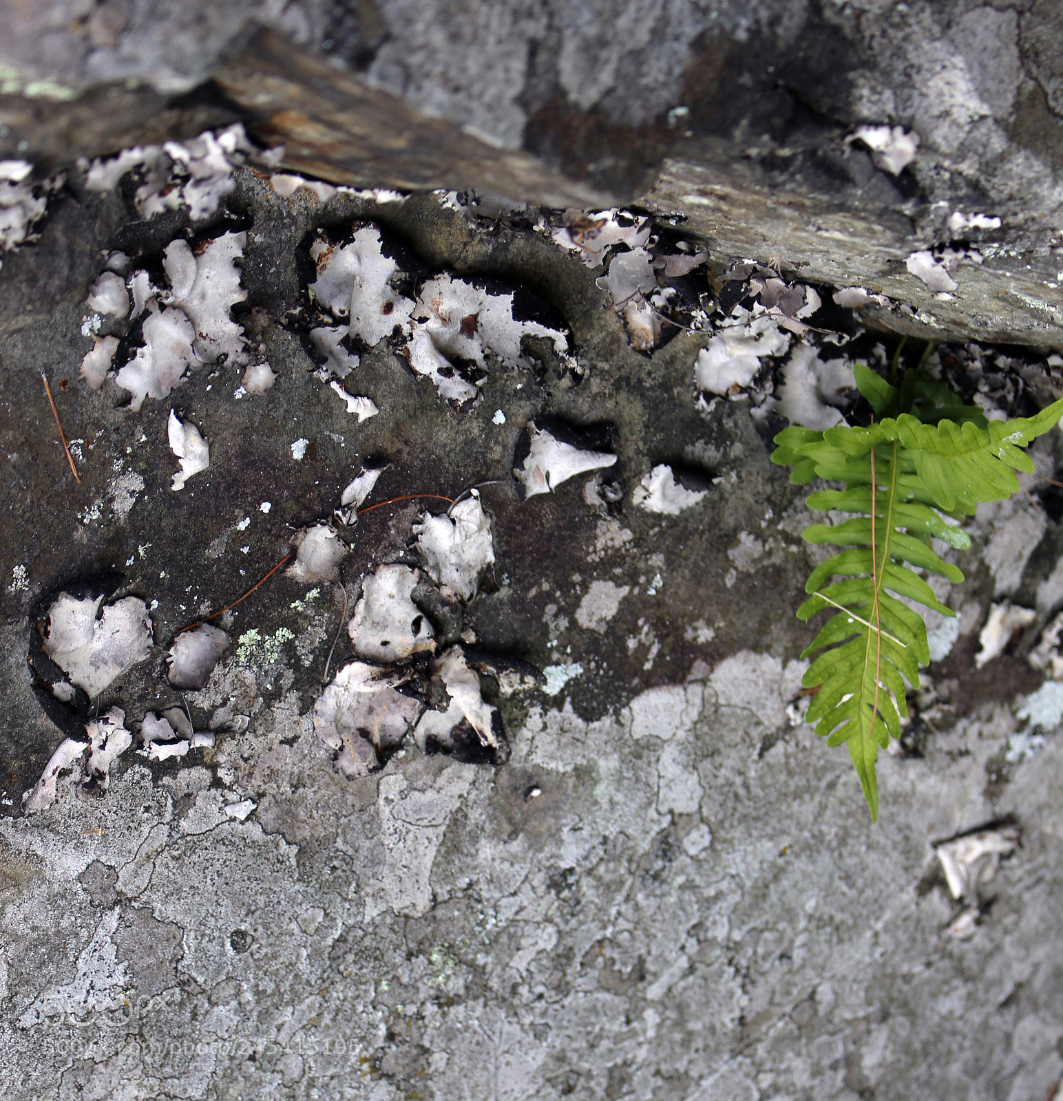 Canon EOS 100D (EOS Rebel SL1 / EOS Kiss X7) sample photo. The power of nature photography