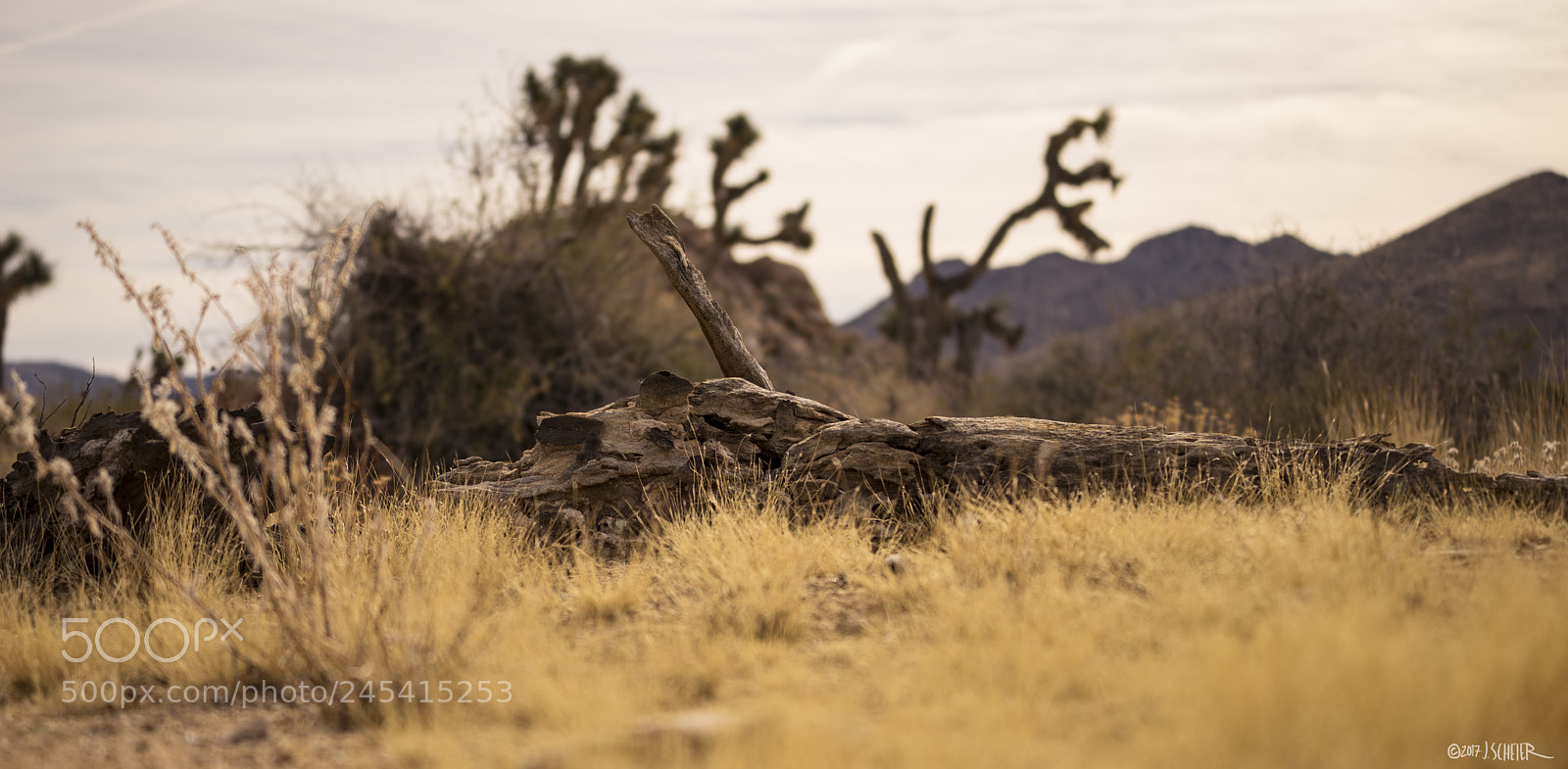 Sony a7R sample photo. Joshua tree national park photography