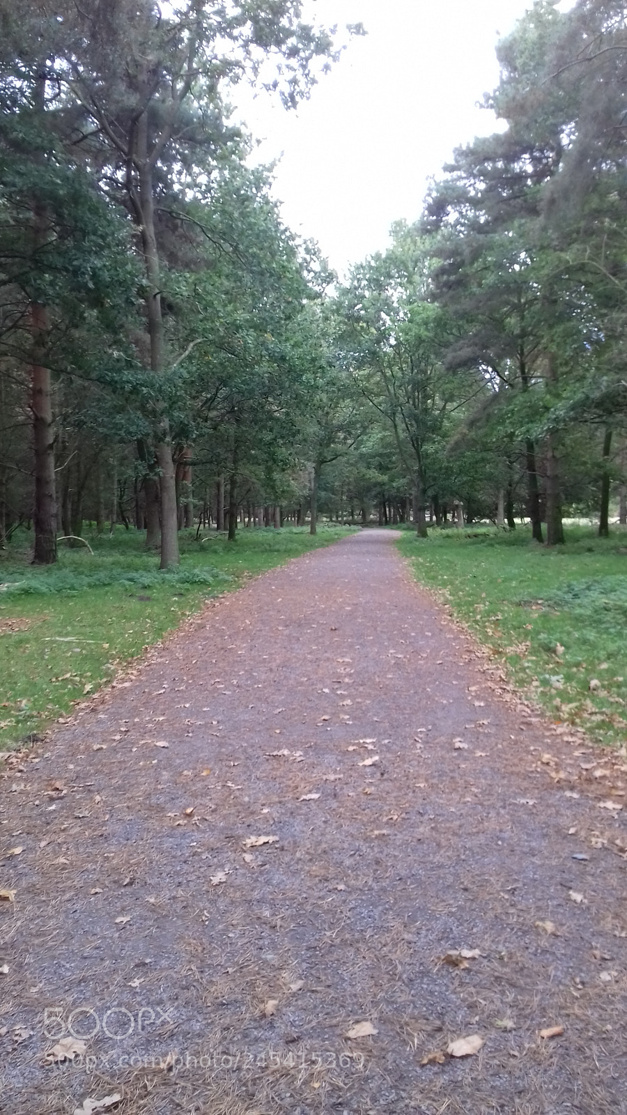 Samsung Galaxy J3(2016) sample photo. Walking through the woods photography