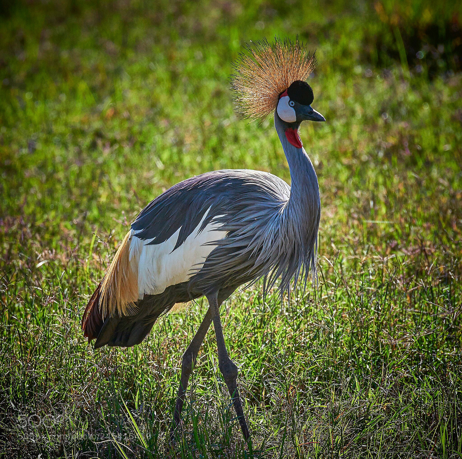 Nikon D810 sample photo. Crowned crane photography