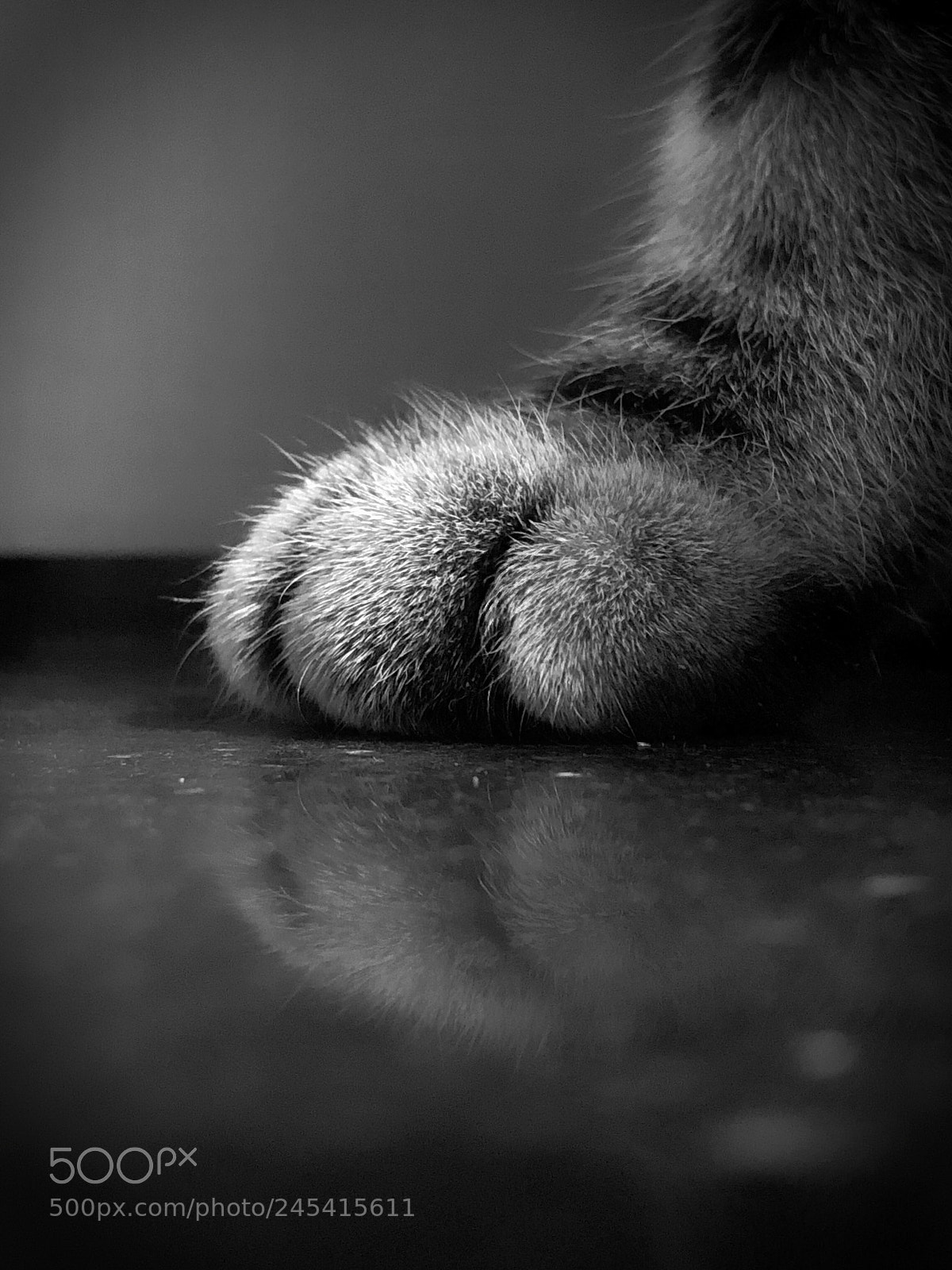 Apple iPhone X sample photo. Claws of monster photography