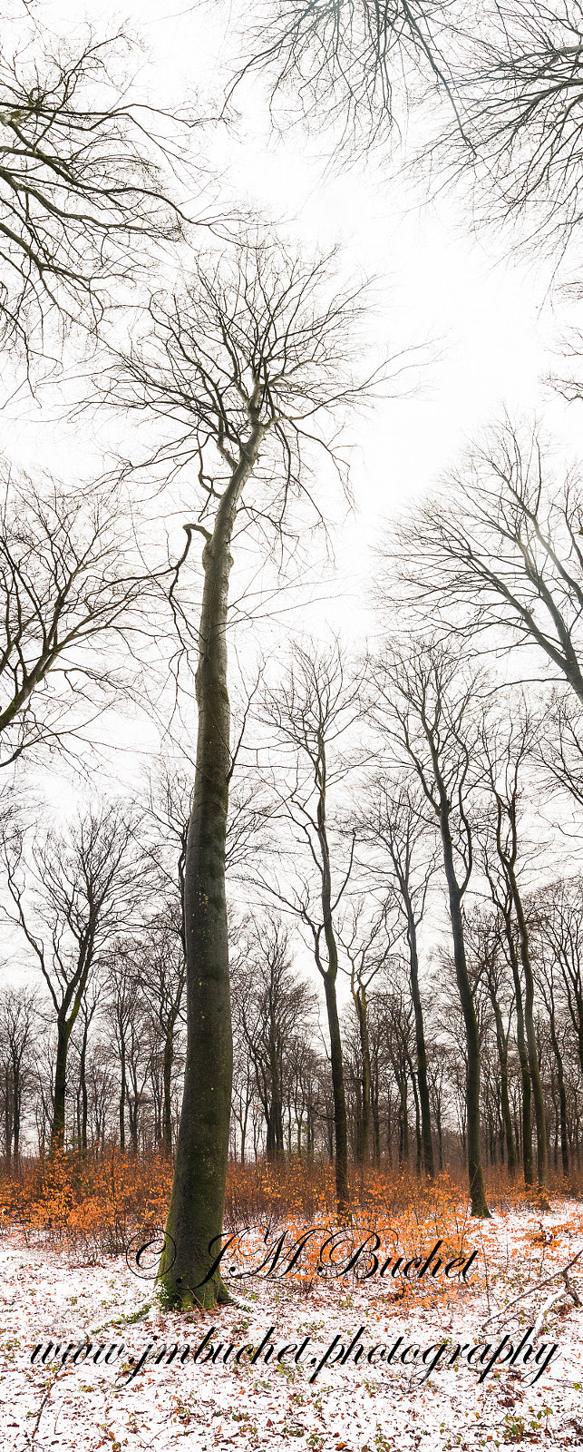 Nikon D800E sample photo. Verticality ! photography