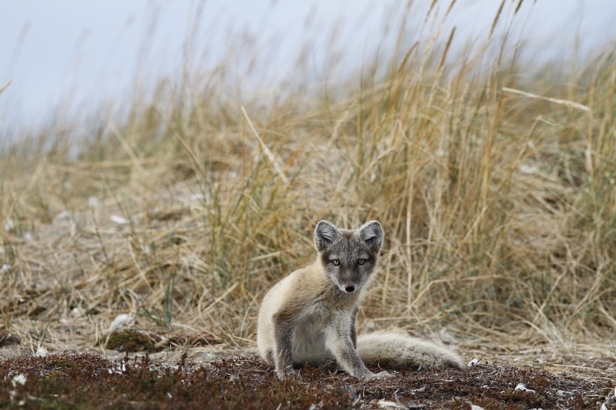 Canon EF 300mm F2.8L IS USM sample photo. Young arctic fox, vulpes lagopus, in fall colours being caught in the act of scratching photography