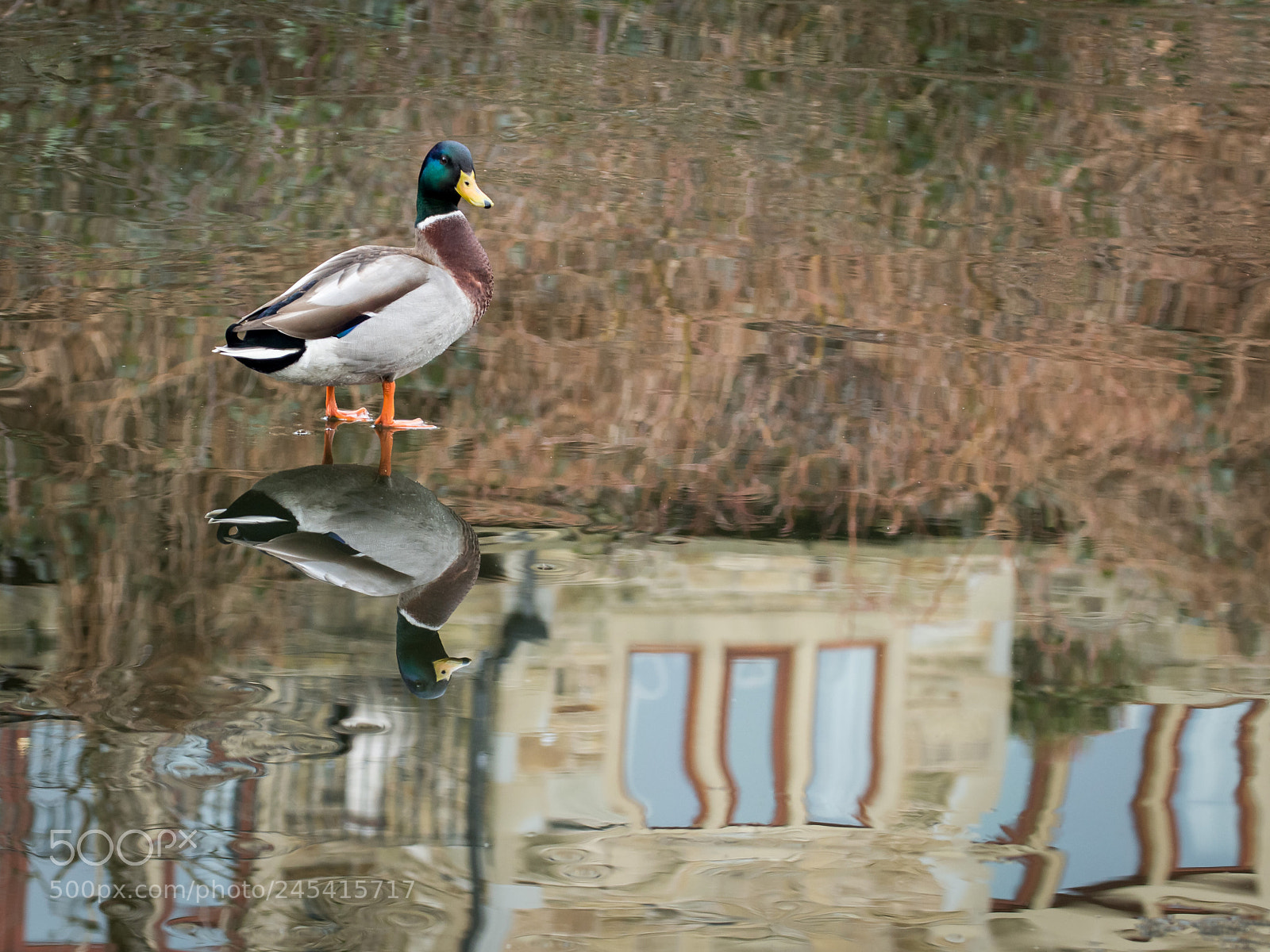 Canon EOS 700D (EOS Rebel T5i / EOS Kiss X7i) sample photo. On thin ice photography