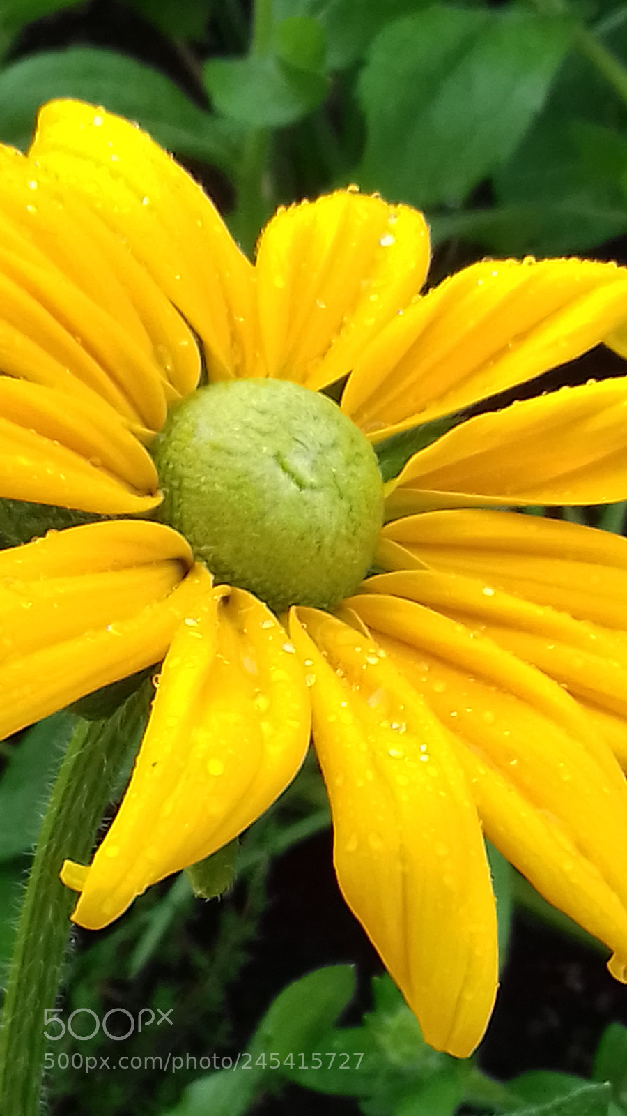 Samsung Galaxy J3(2016) sample photo. Yellow flower photography