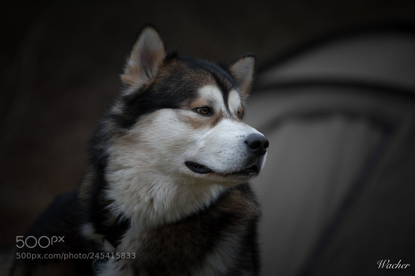 Canon EOS-1D X sample photo. Alaskan malamute photography