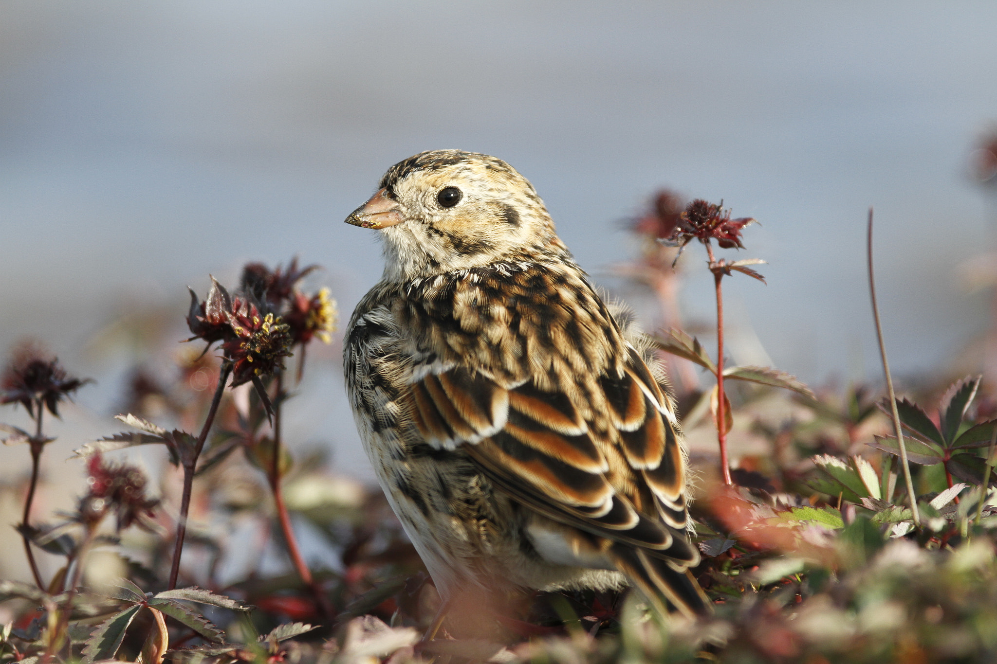 Canon EF 300mm F2.8L IS USM sample photo. Close-up of a lapland longspur on the arctic tundra with plants in the background photography