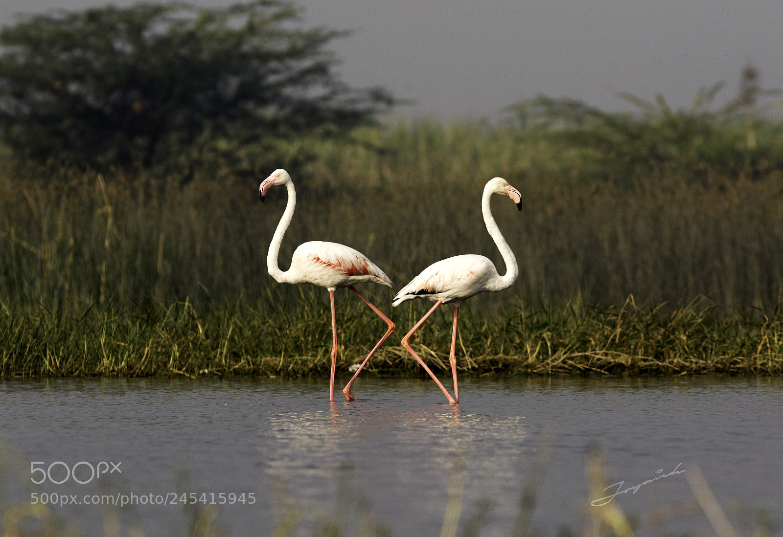 Canon EOS 7D Mark II sample photo. Symmetry by nature photography