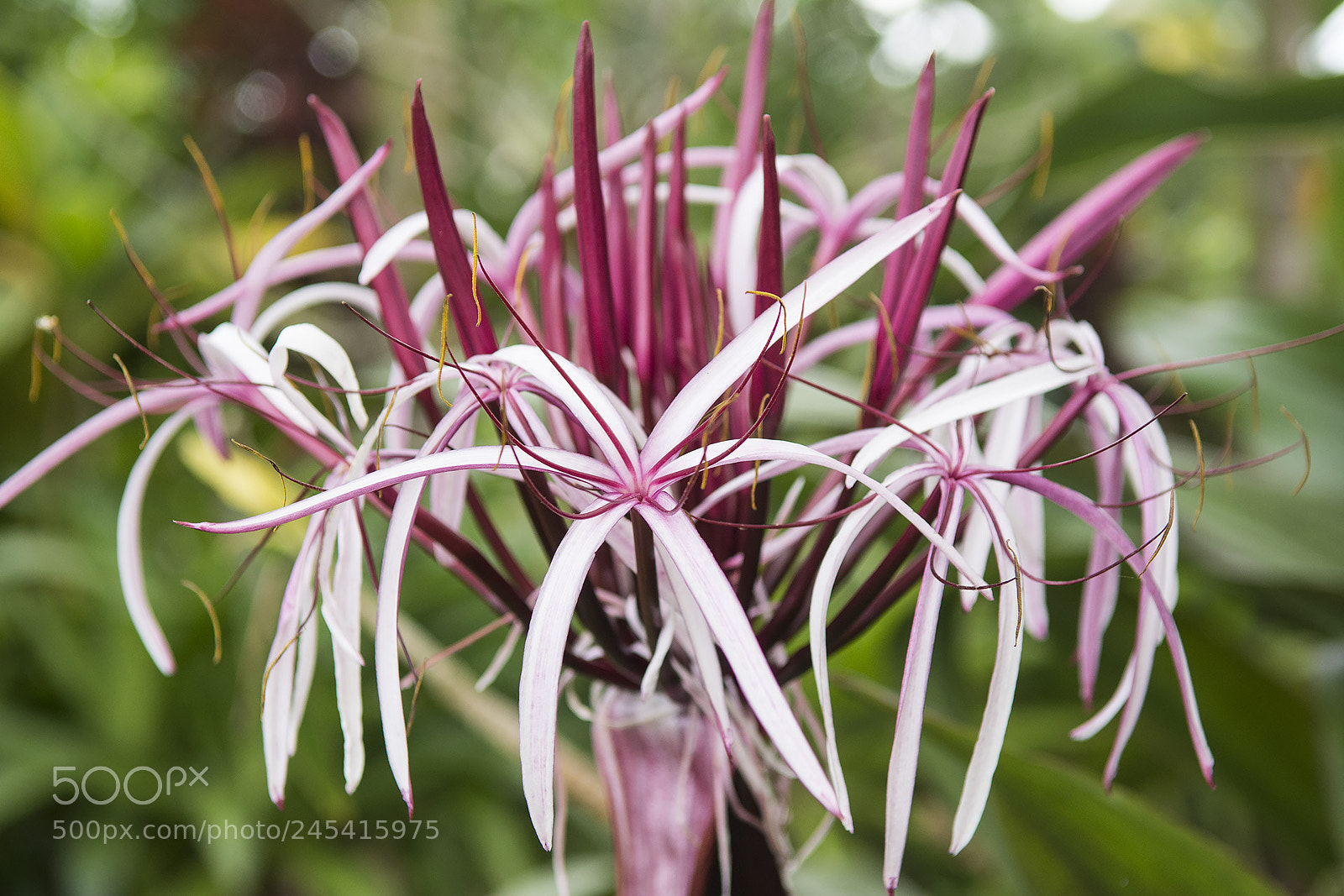 Nikon D7100 sample photo. Hana, hi photography