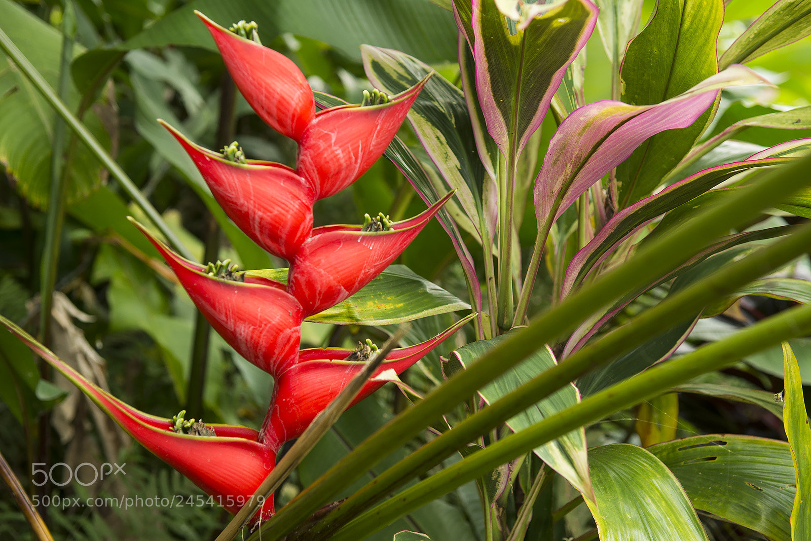 Nikon D7100 sample photo. Hana, hi photography