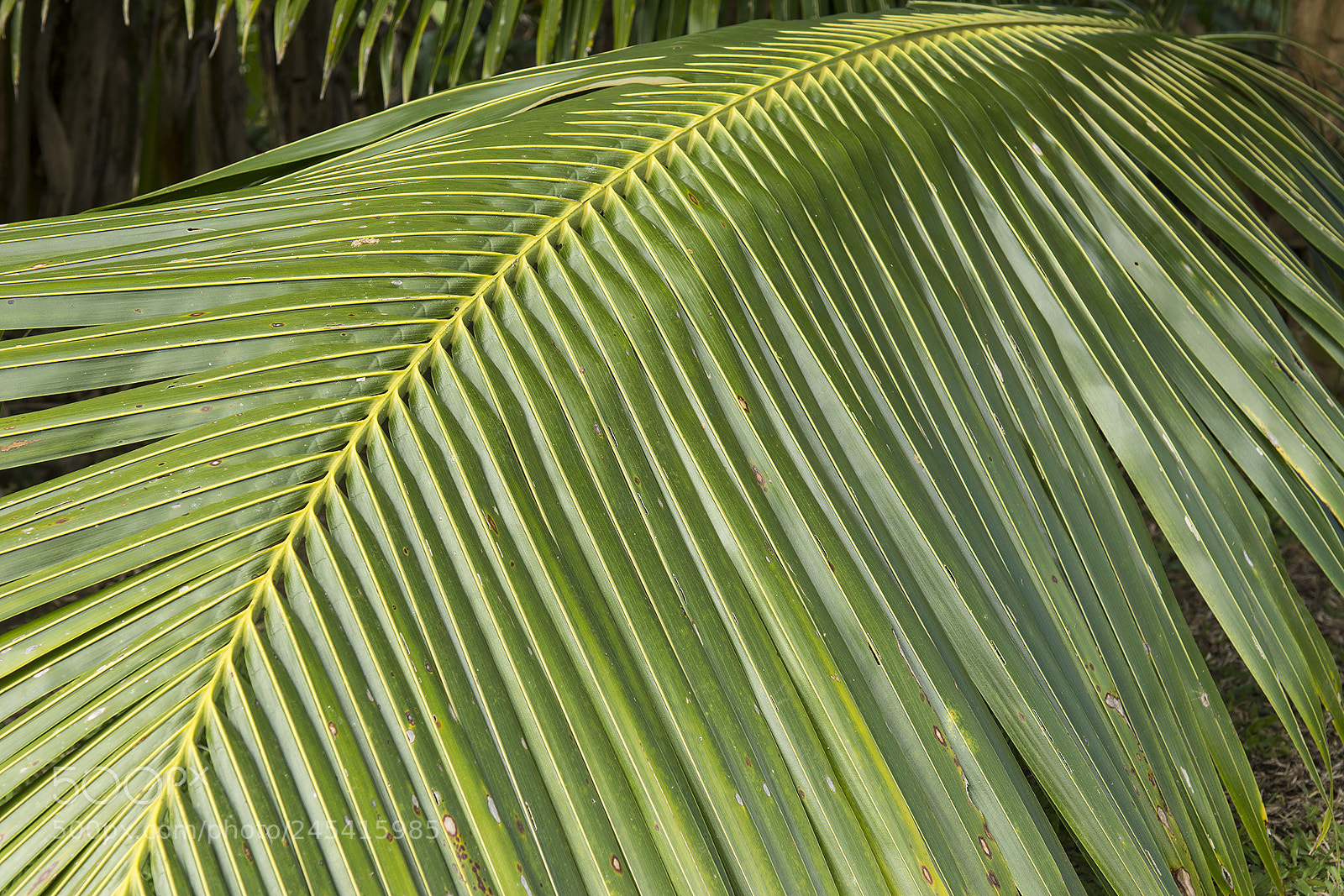 Nikon D7100 sample photo. Hana, hi photography