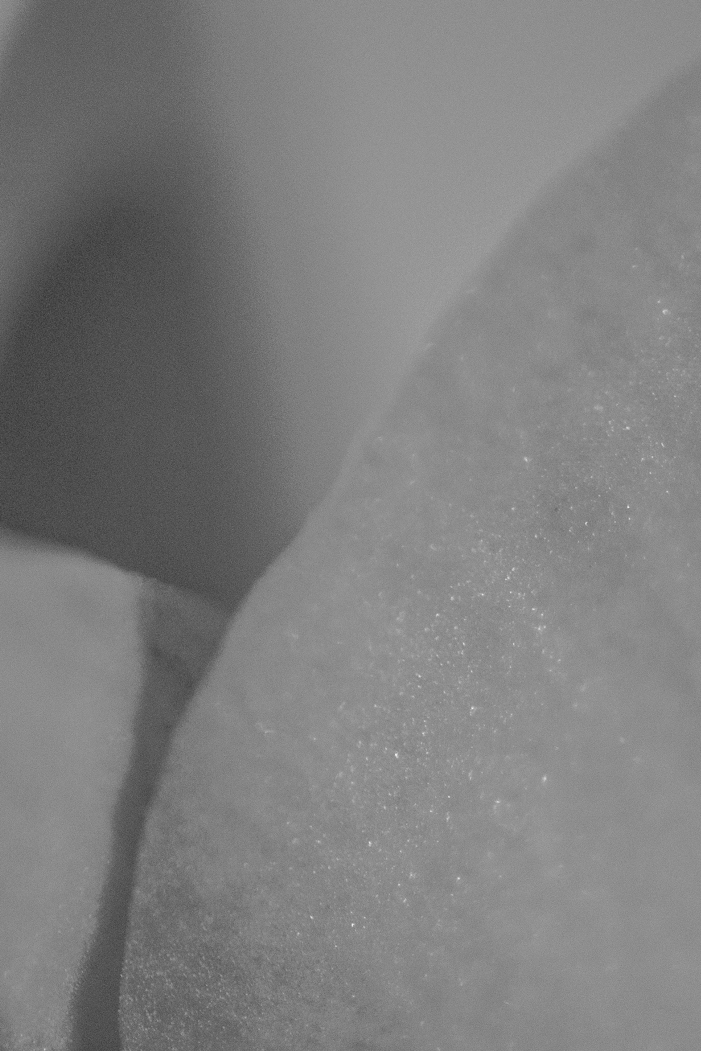 Nikon 1 J3 sample photo. Closer 8.2.2018 photography
