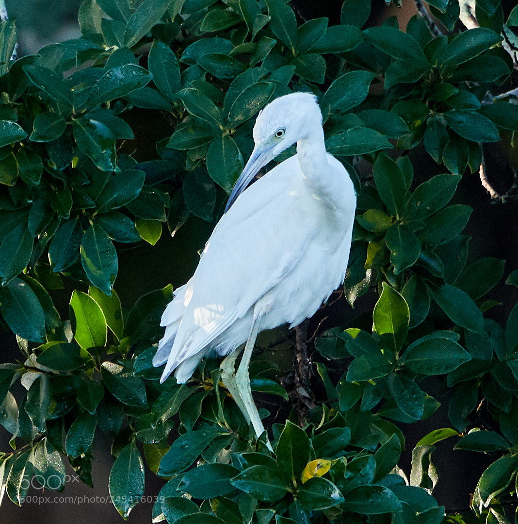 Canon EOS-1D X Mark II sample photo. 02-08-18-0002754.jpg photography